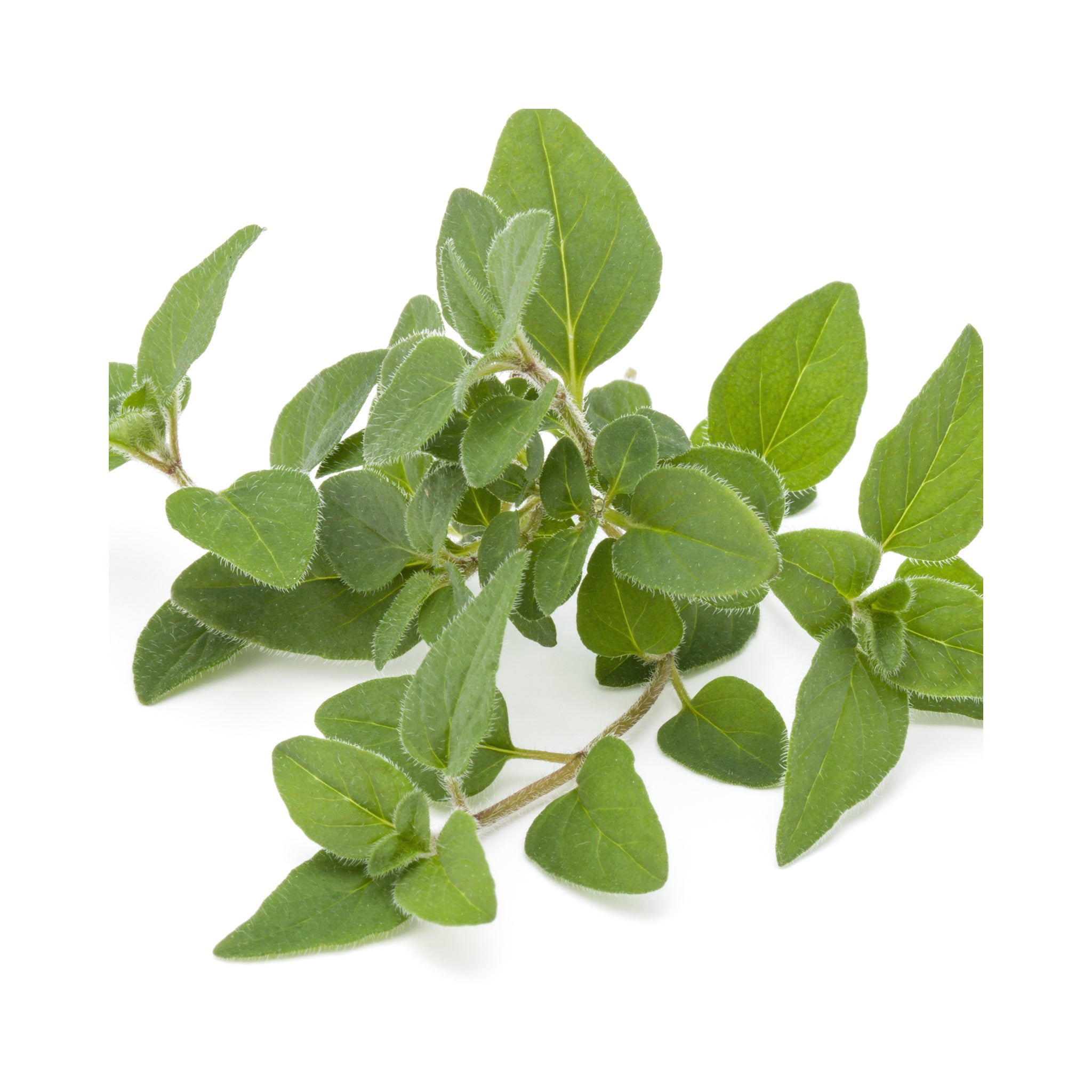 Oregano