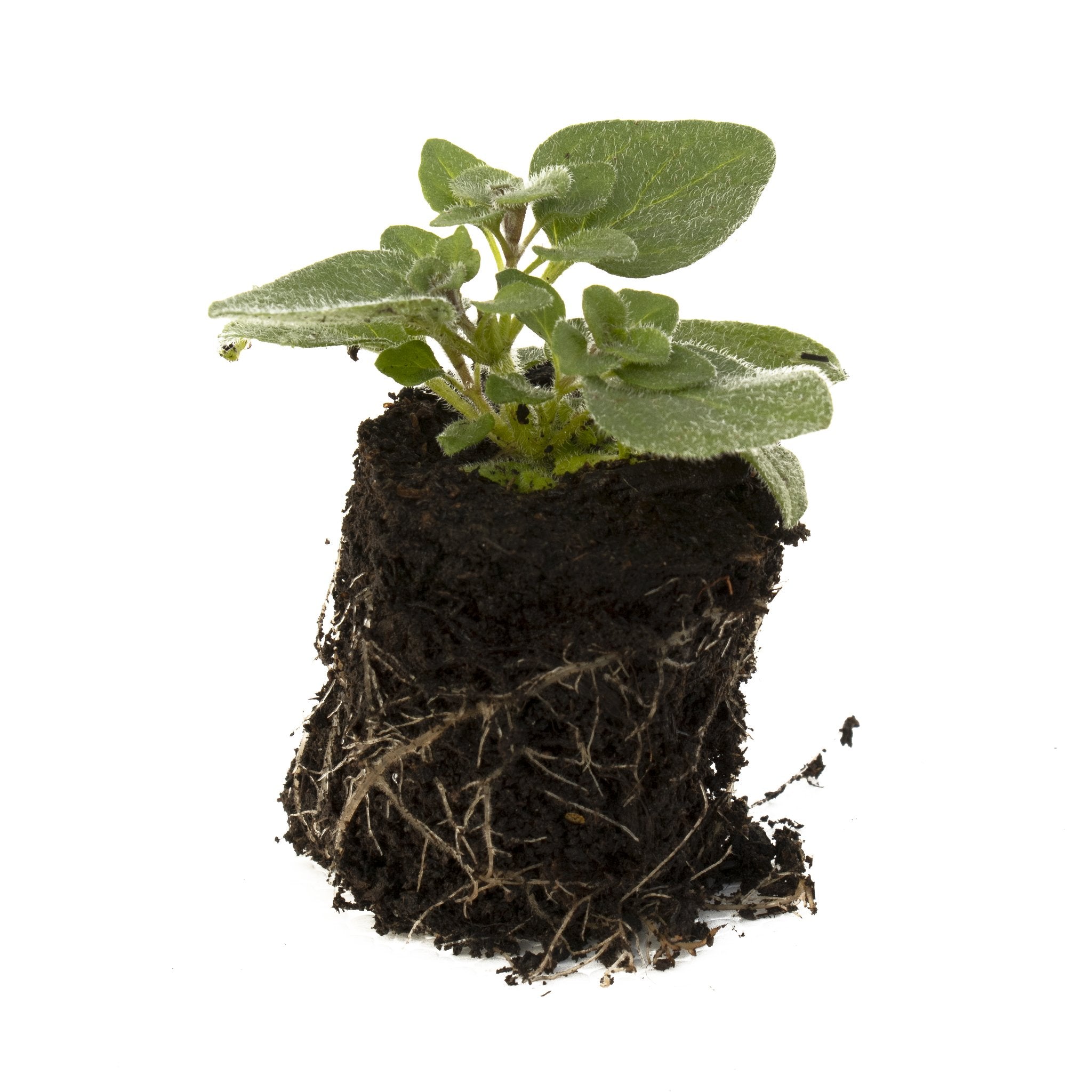 Oregano Hot n Spicy Herb Plant