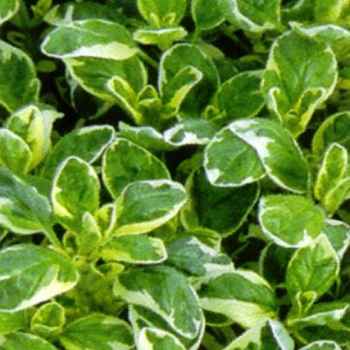 6 pack of potted Mixed Herb Assorted plants. Each Variety Labelled.