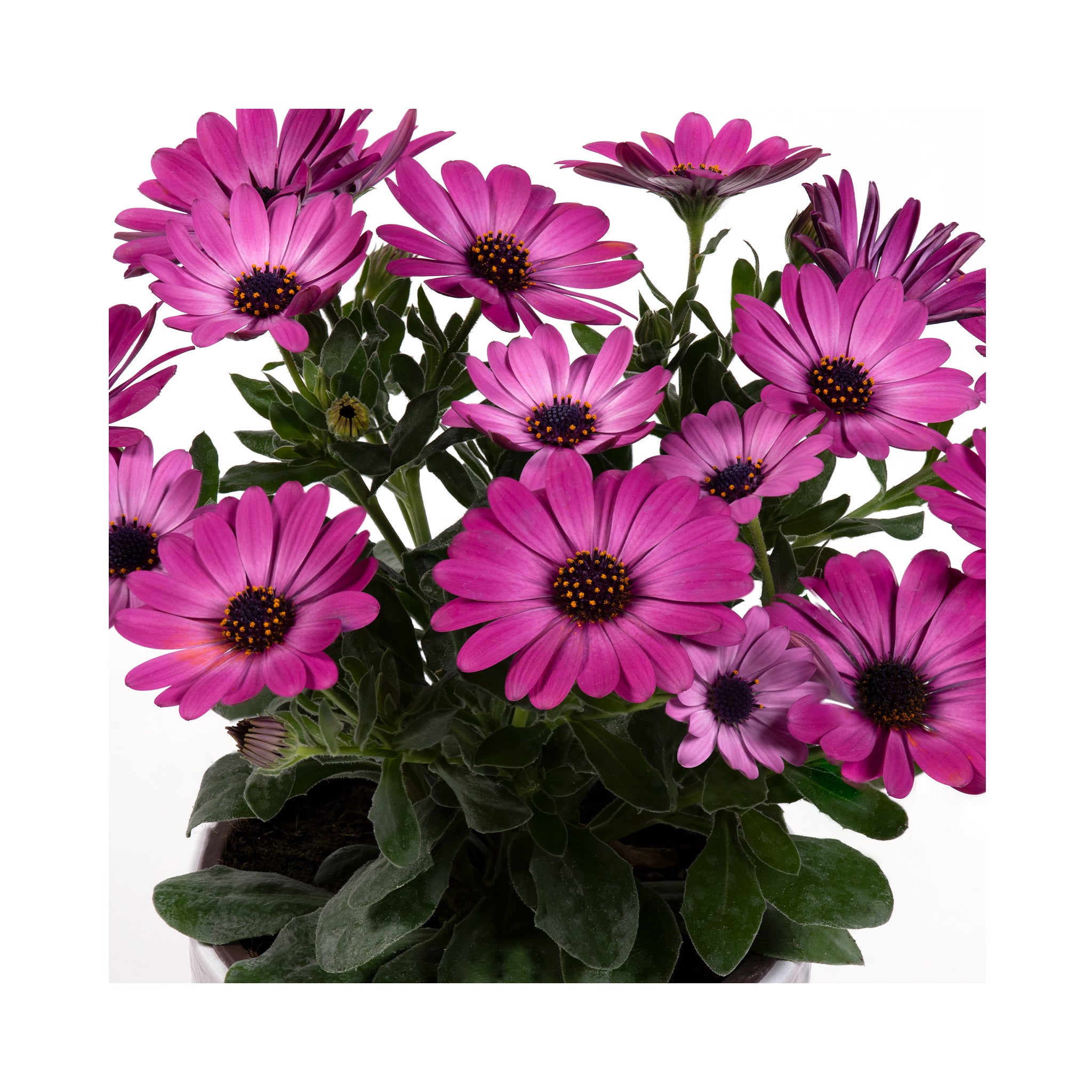 Osteospermum soleo Lilac Halo