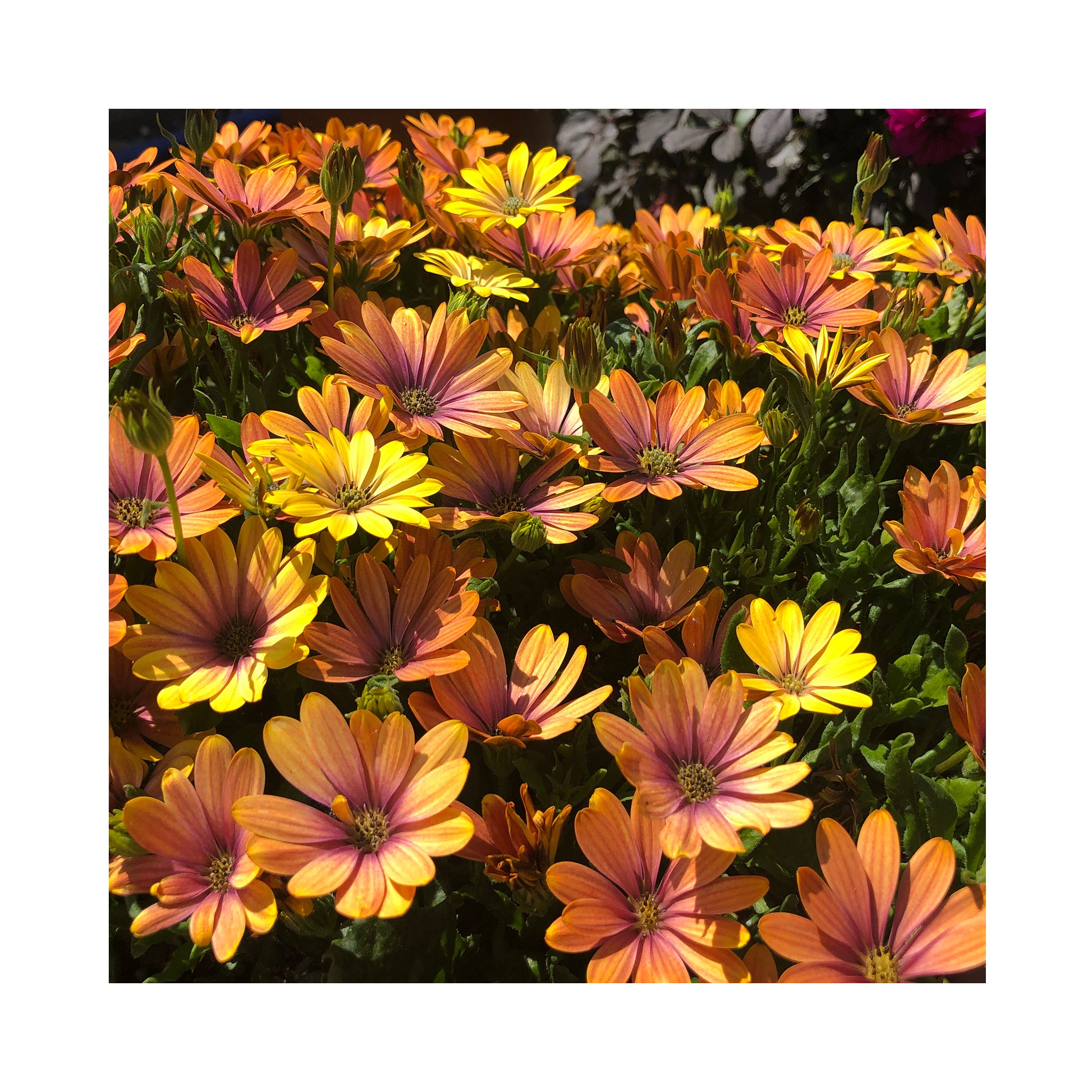 Osteospermum soleo Glow