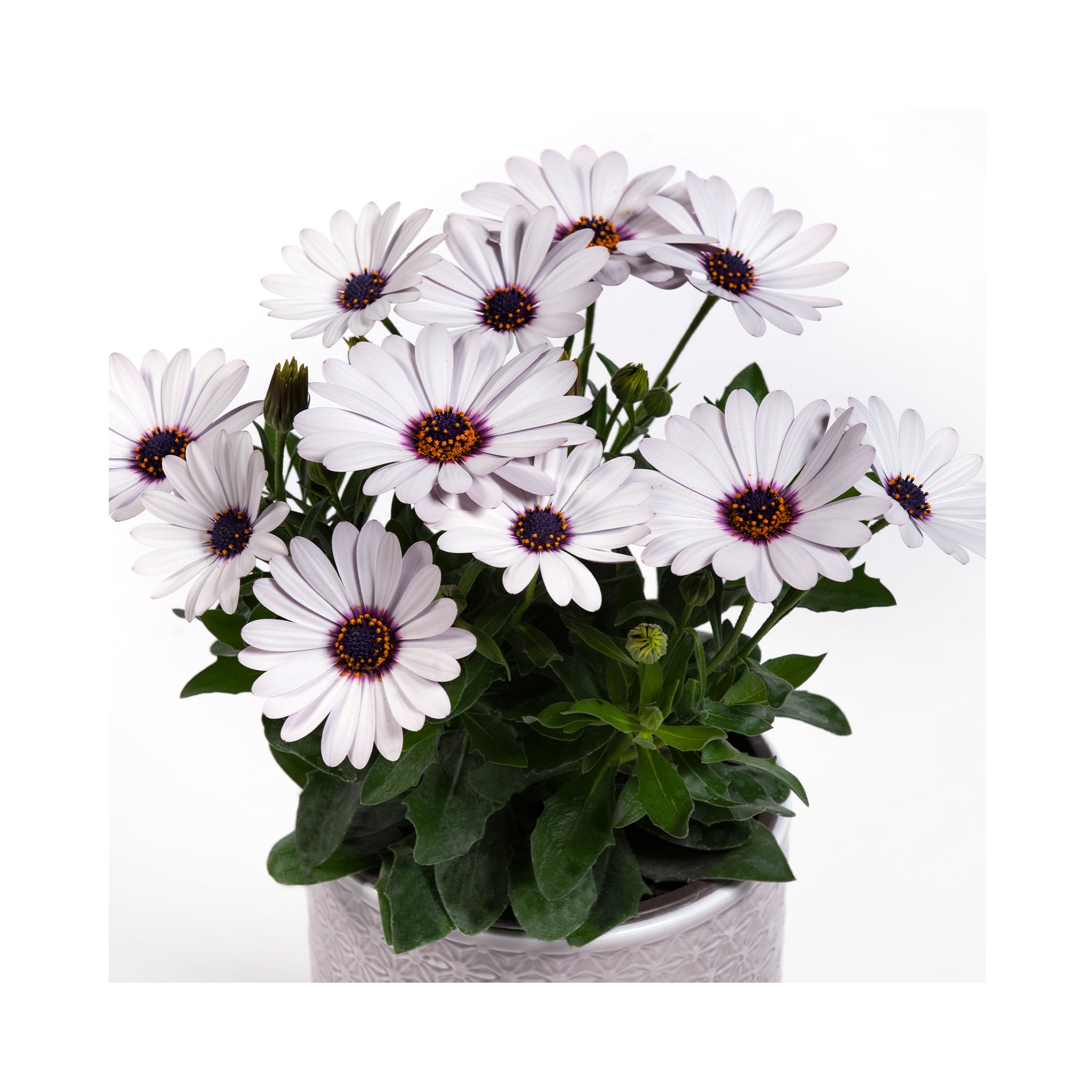 Osteospermum soleo White