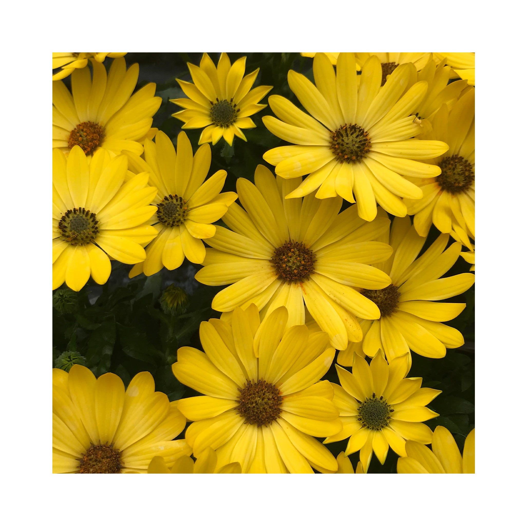 Osteospermum soleo Yellow