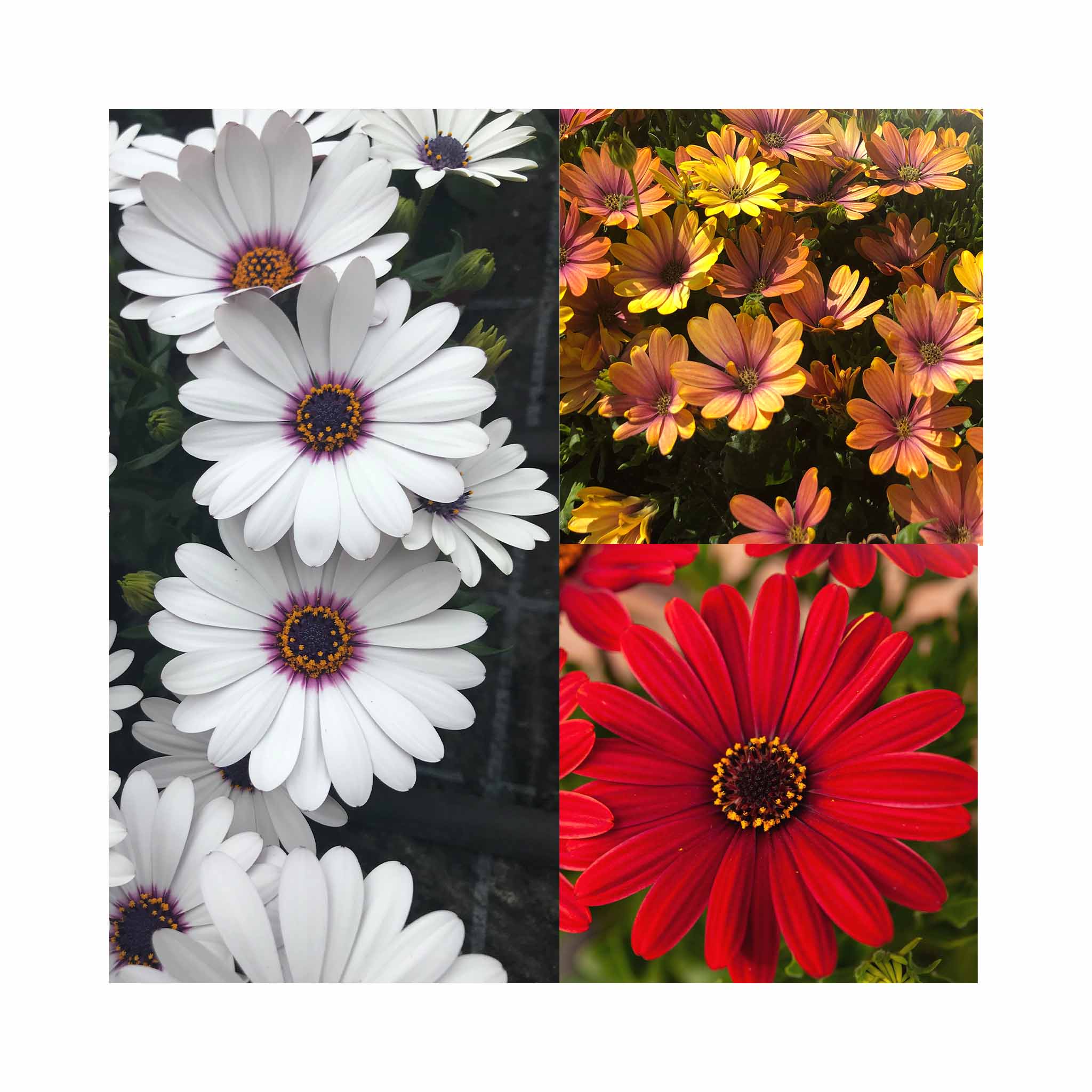 Osteospermum Collection