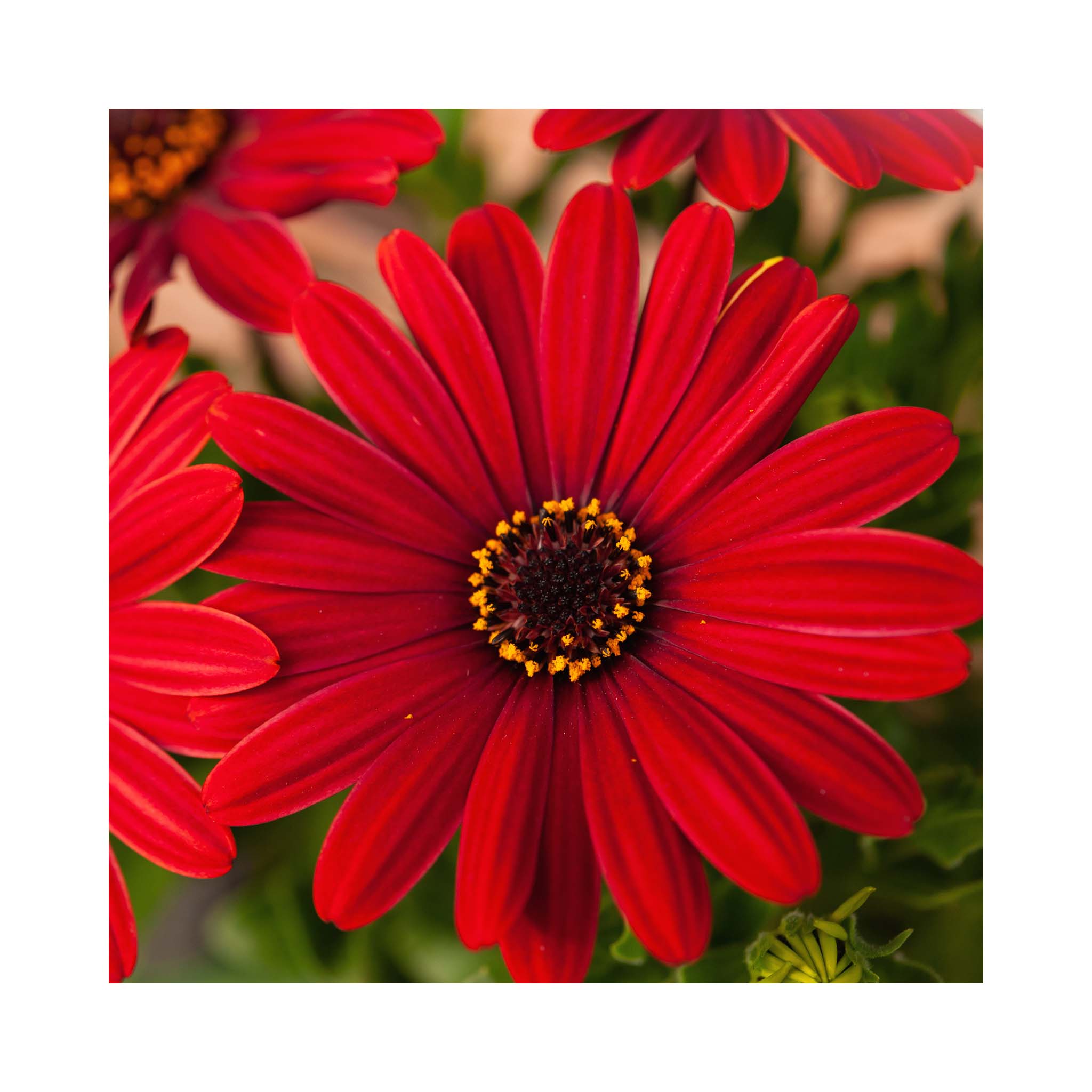 Osteospermum soleo Red