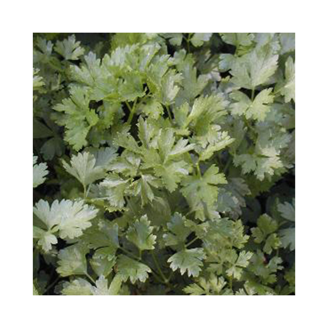 Parsley Italian Giant