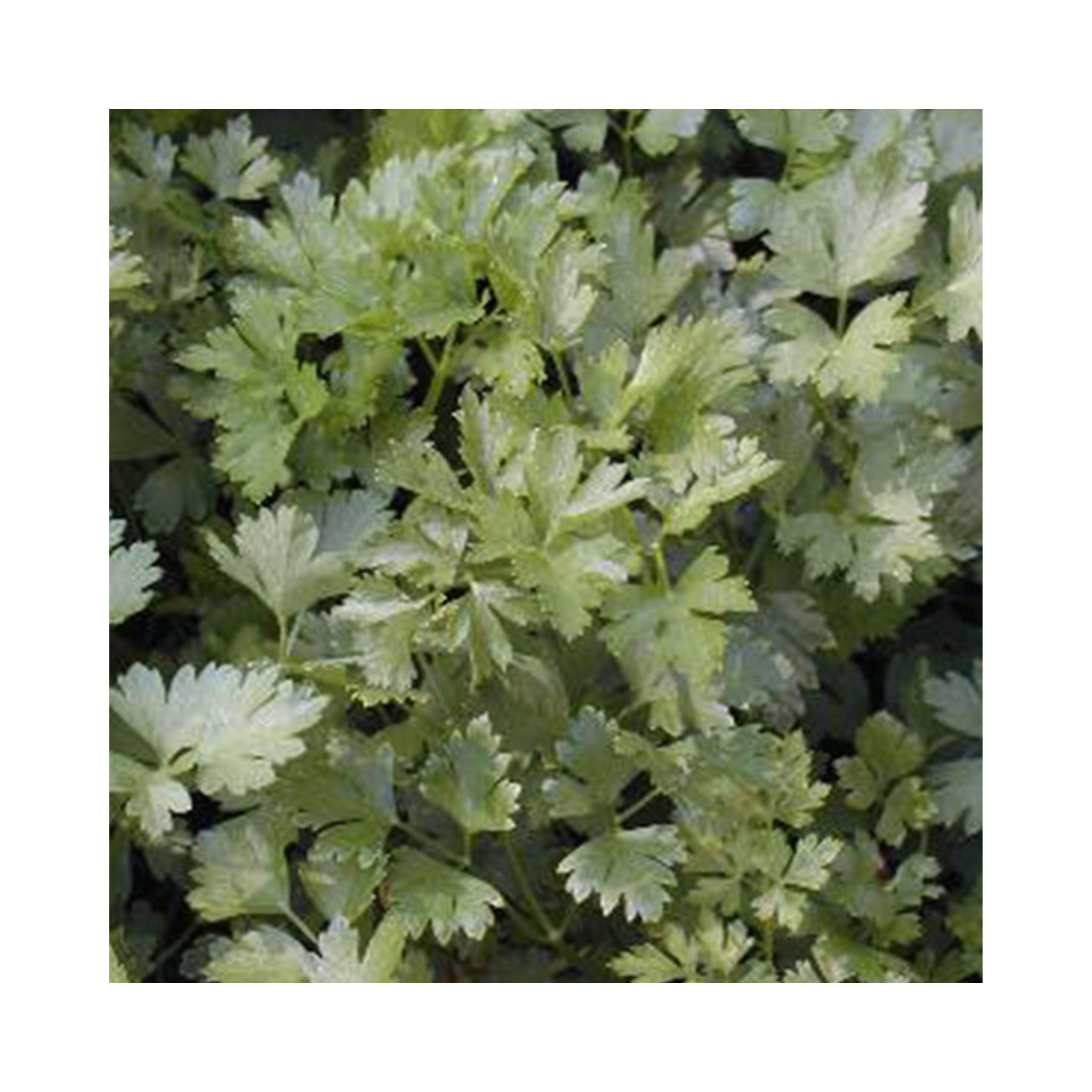 Parsley Italian Giant