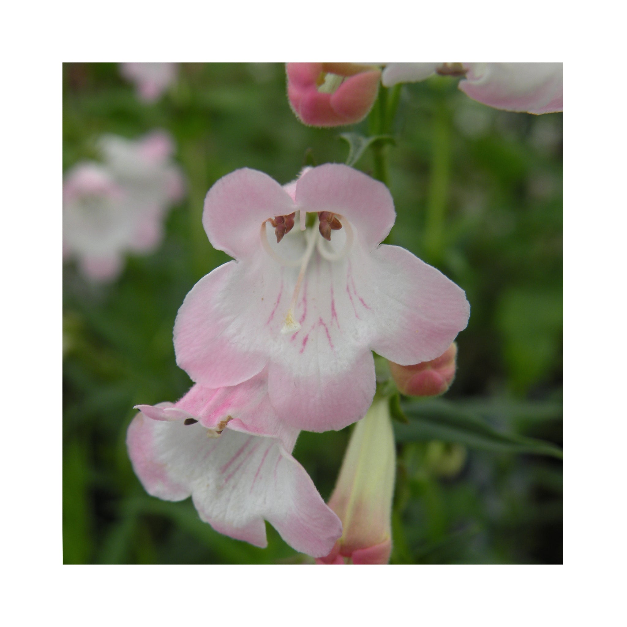 Penstemon Apple Blossom