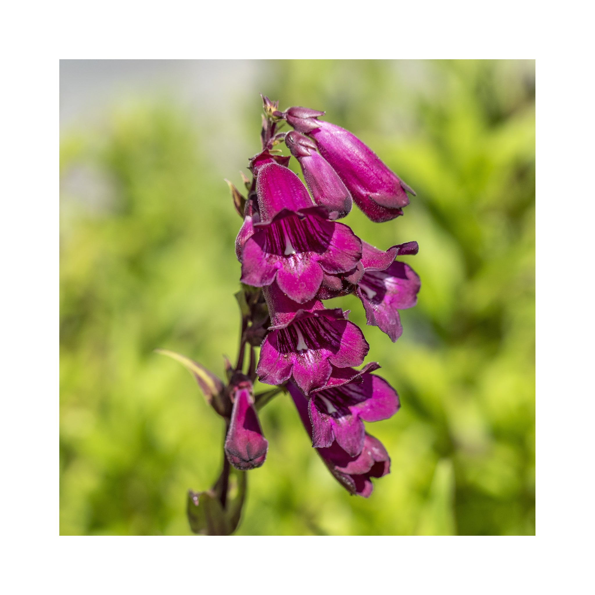 Penstemon Pensham Bilberry Ice