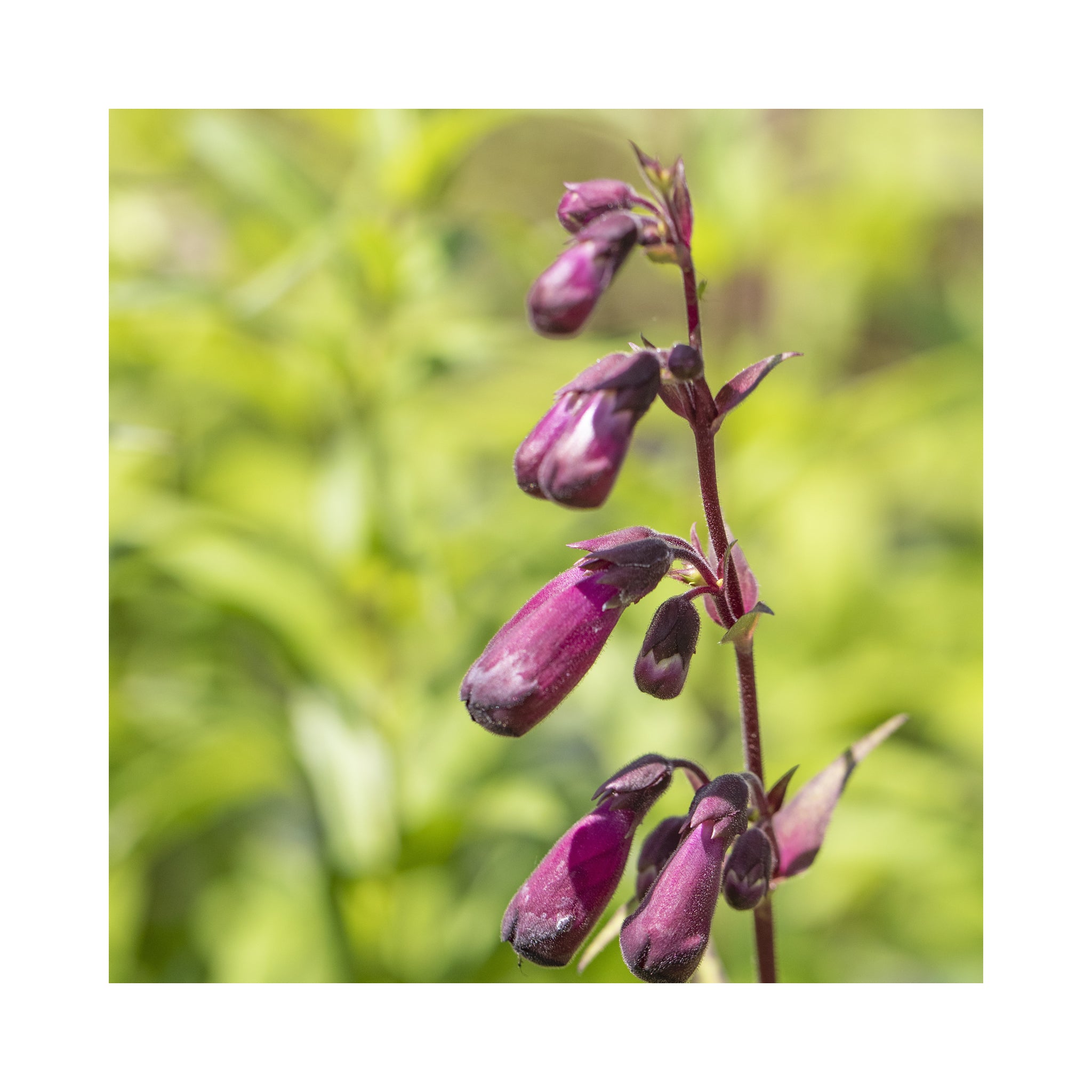 Penstemon Pensham Blueberry Ice