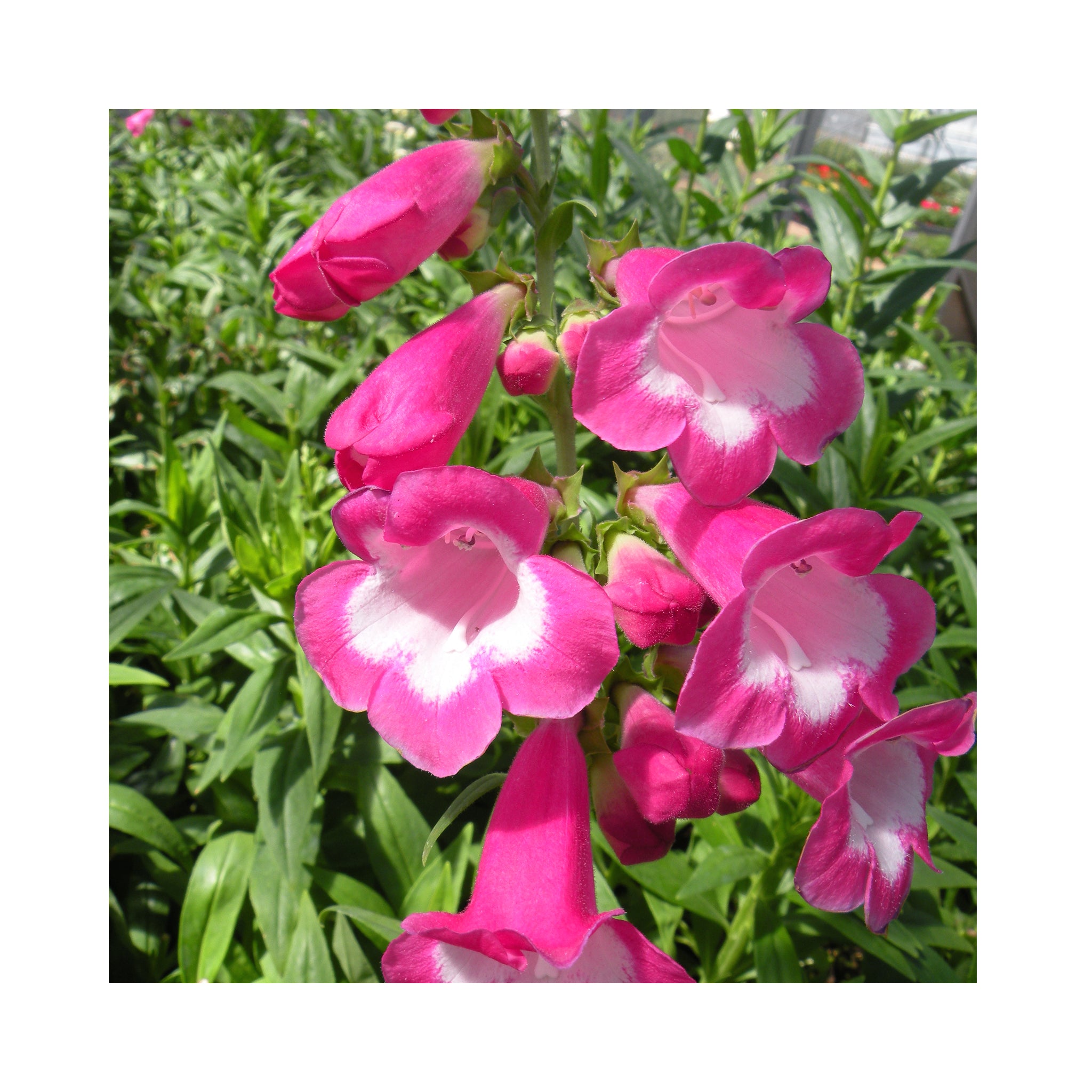 Ultimate Penstemon Collection - 6 Established Plants Different Varieties