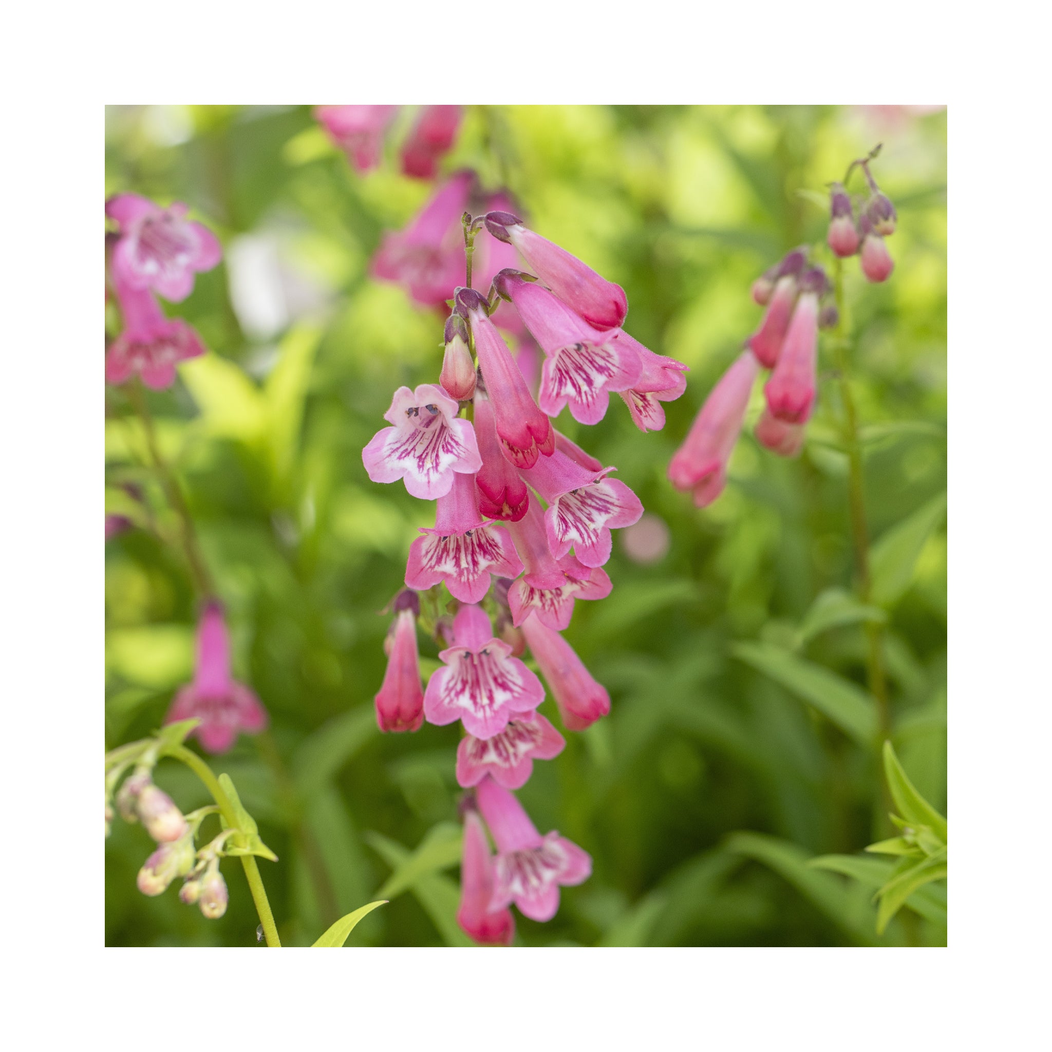 Penstemon Osprey