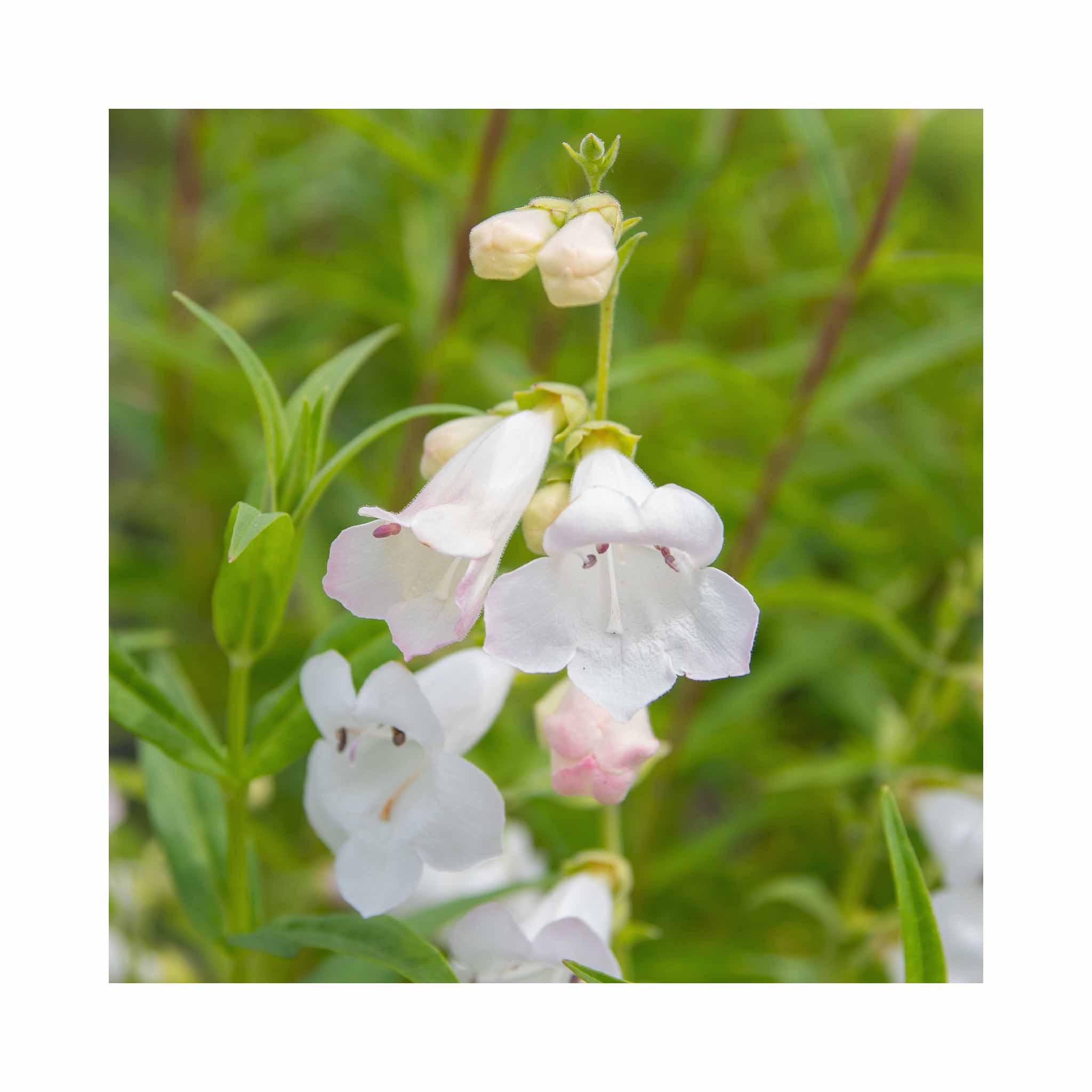 Penstemon Pensham Wedding Day