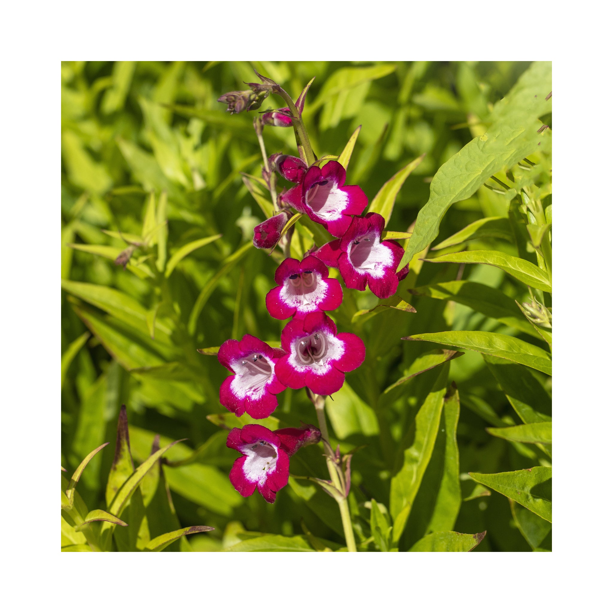 Penstemon Pensham Pink Necklace