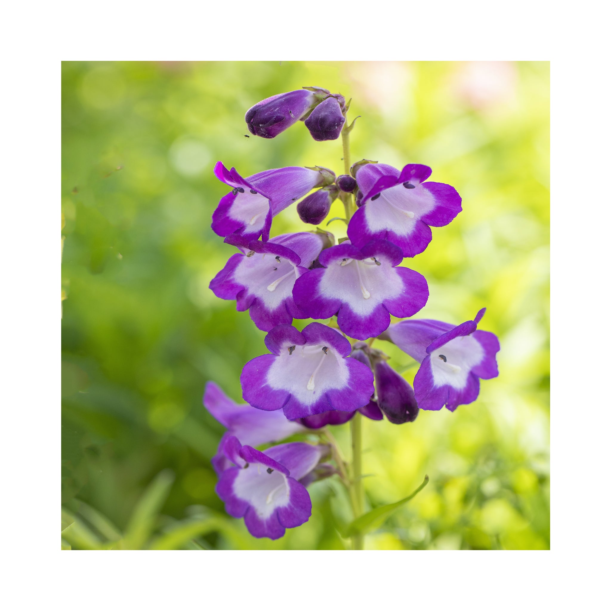 Penstemon Purple Passion