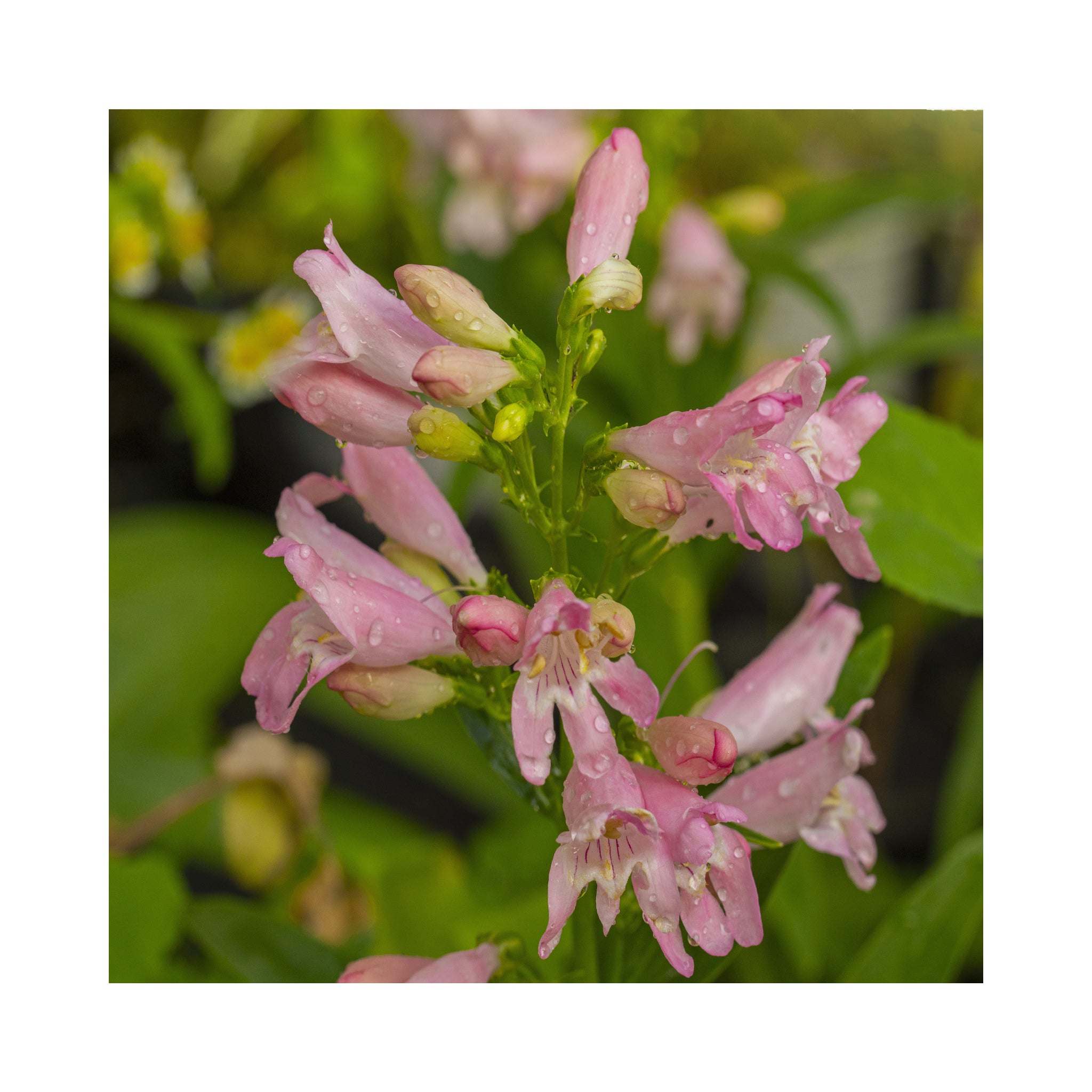 Penstemon Rock Candy Pink