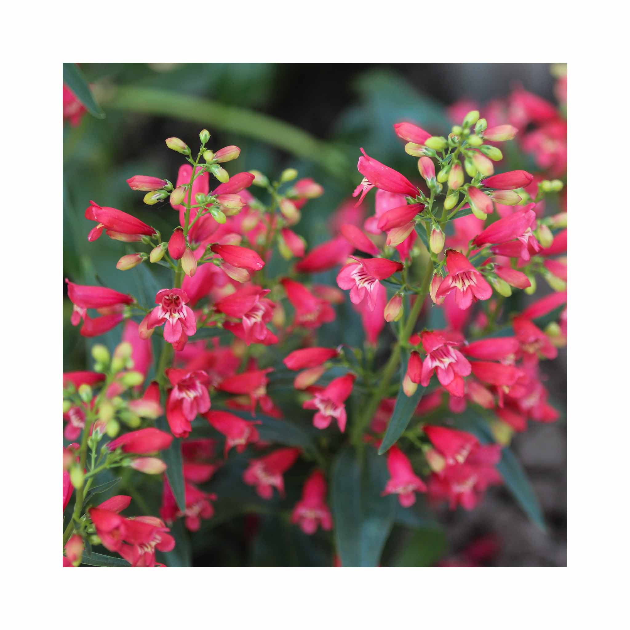 Penstemon Volcano Etna