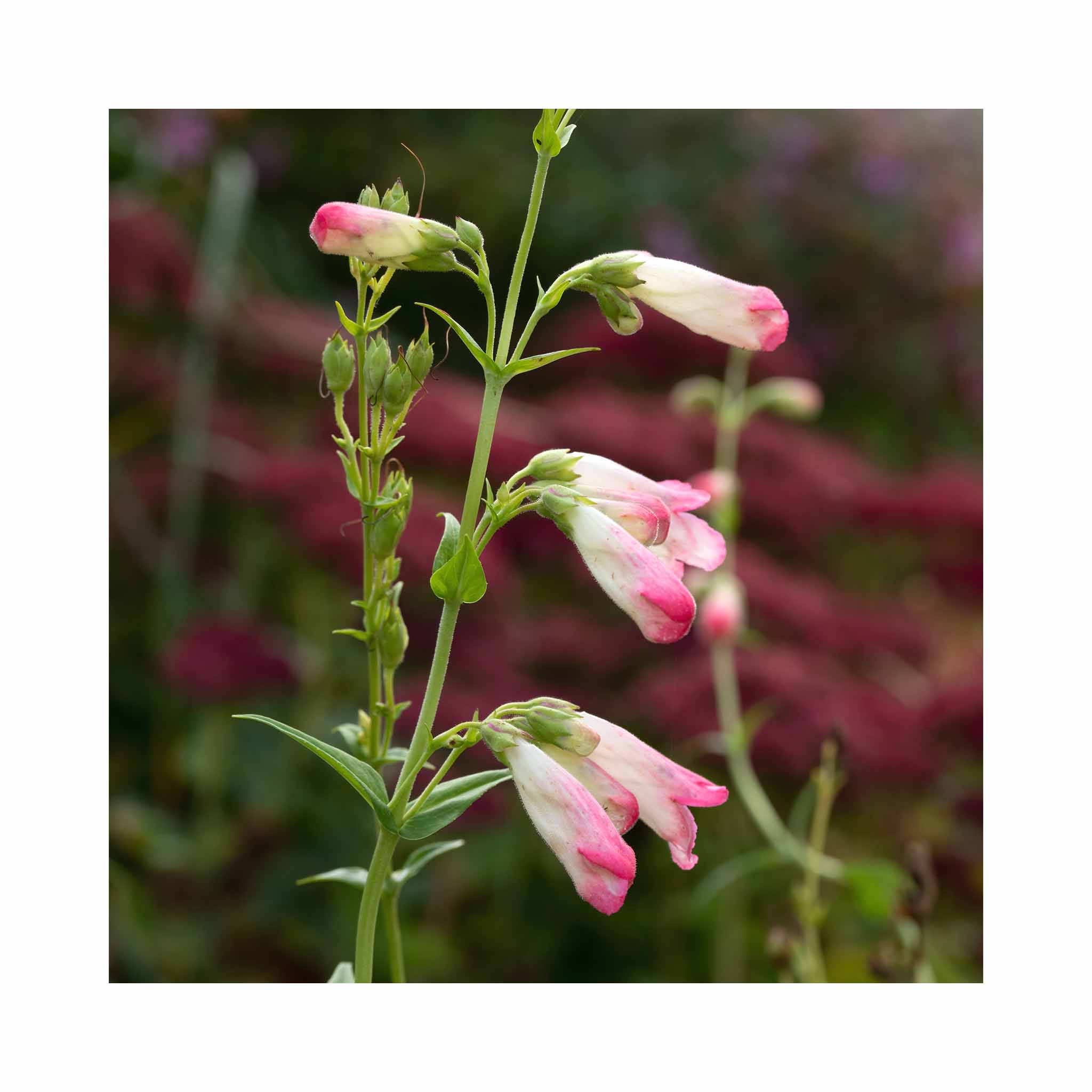 Penstemon Volcano Fujiyama