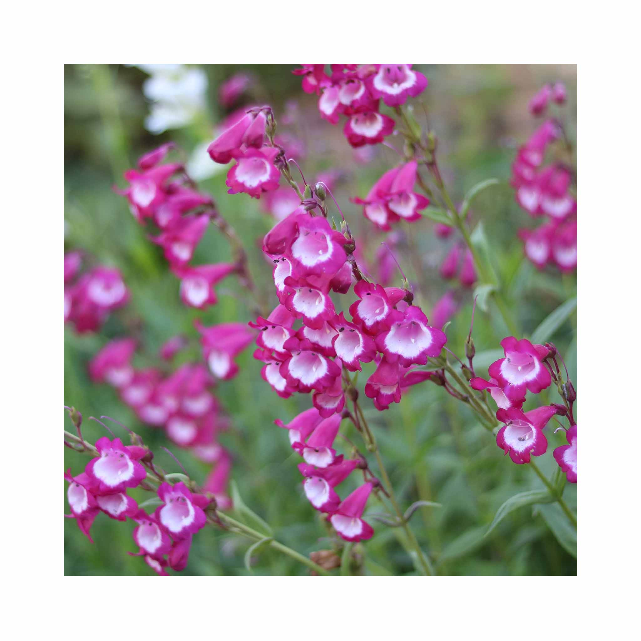 Penstemon Volcano Kilimanjaro