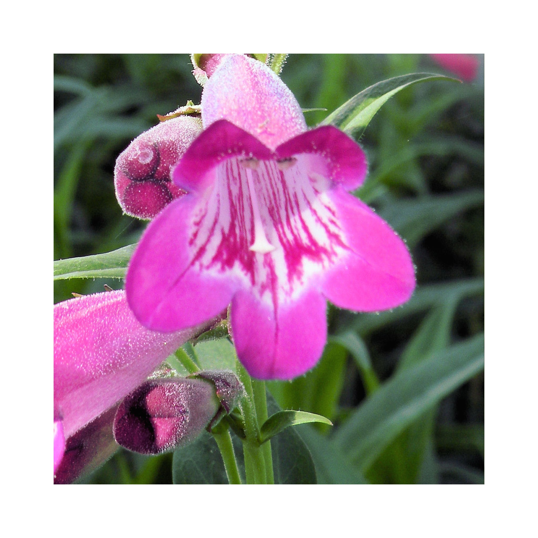 Ultimate Penstemon Collection - 6 Established Plants Different Varieties