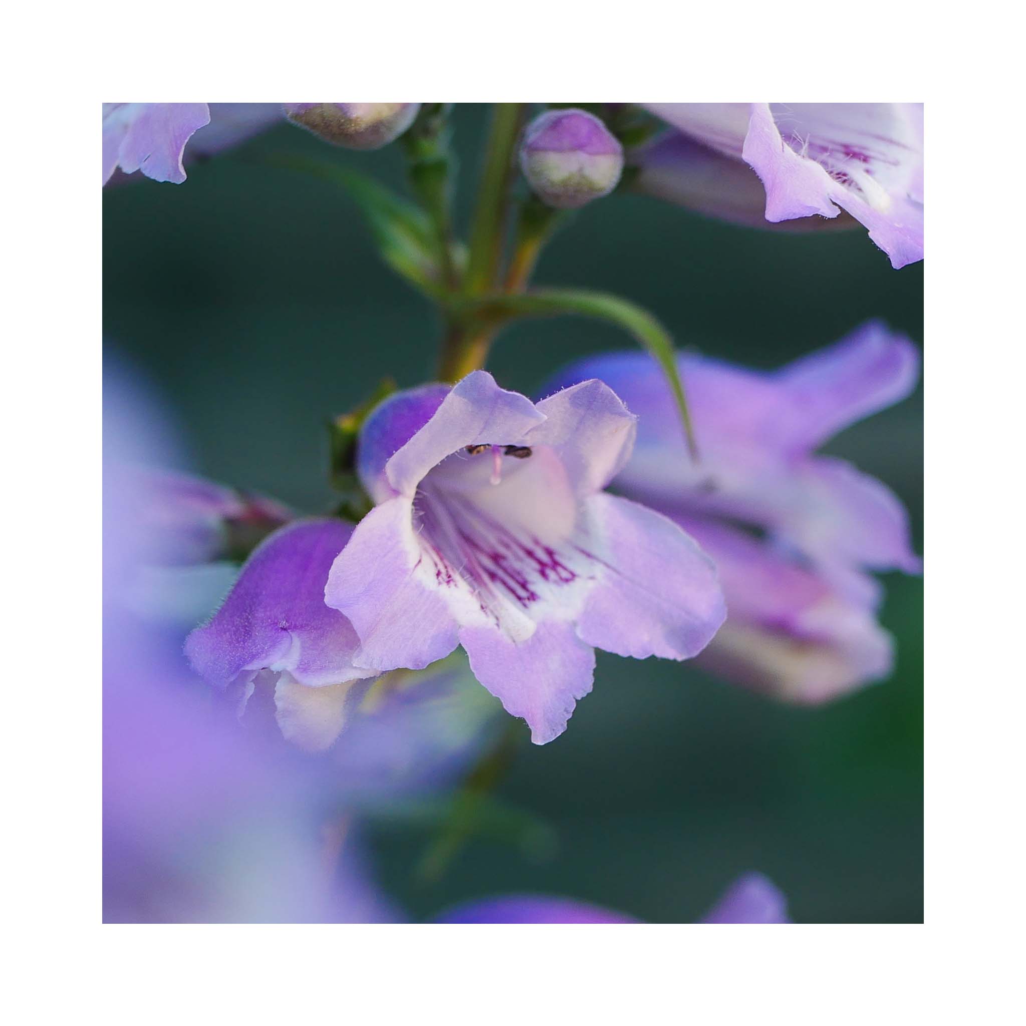 Penstemon Woodpecker