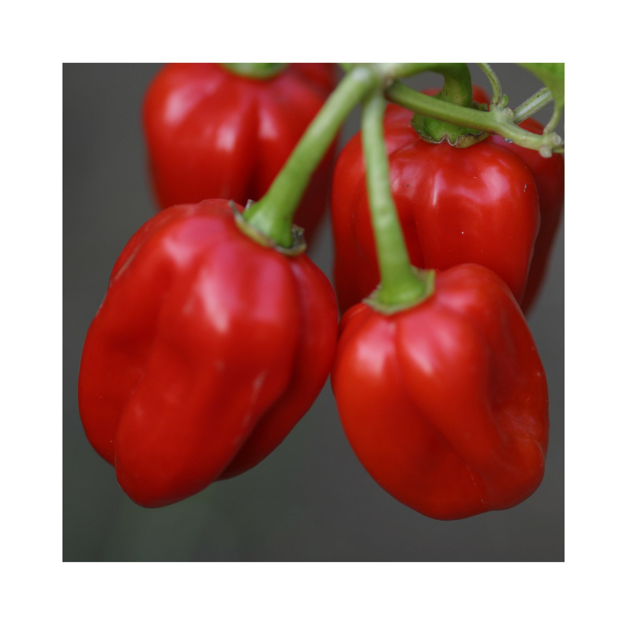Chilli Antillias Caribbean Plant