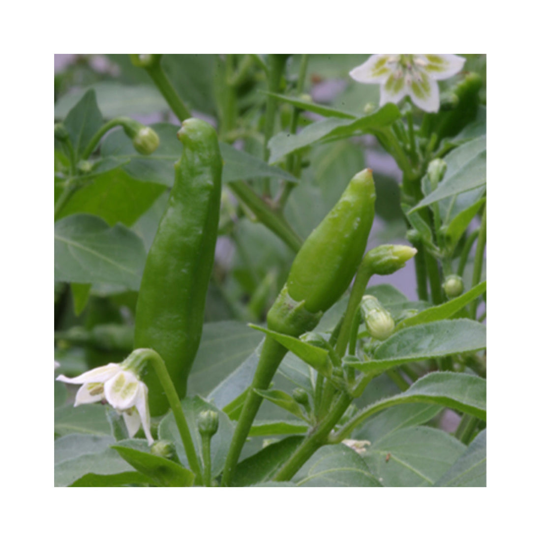 Chilli Hot Lemon Plant