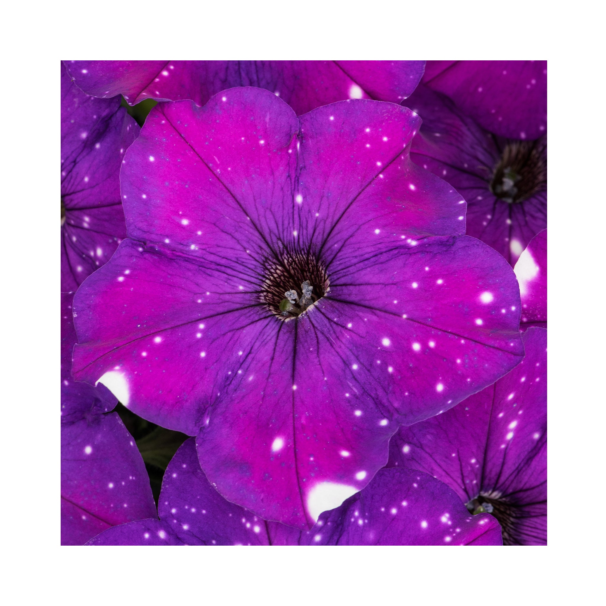 Petunia Constellation Aries