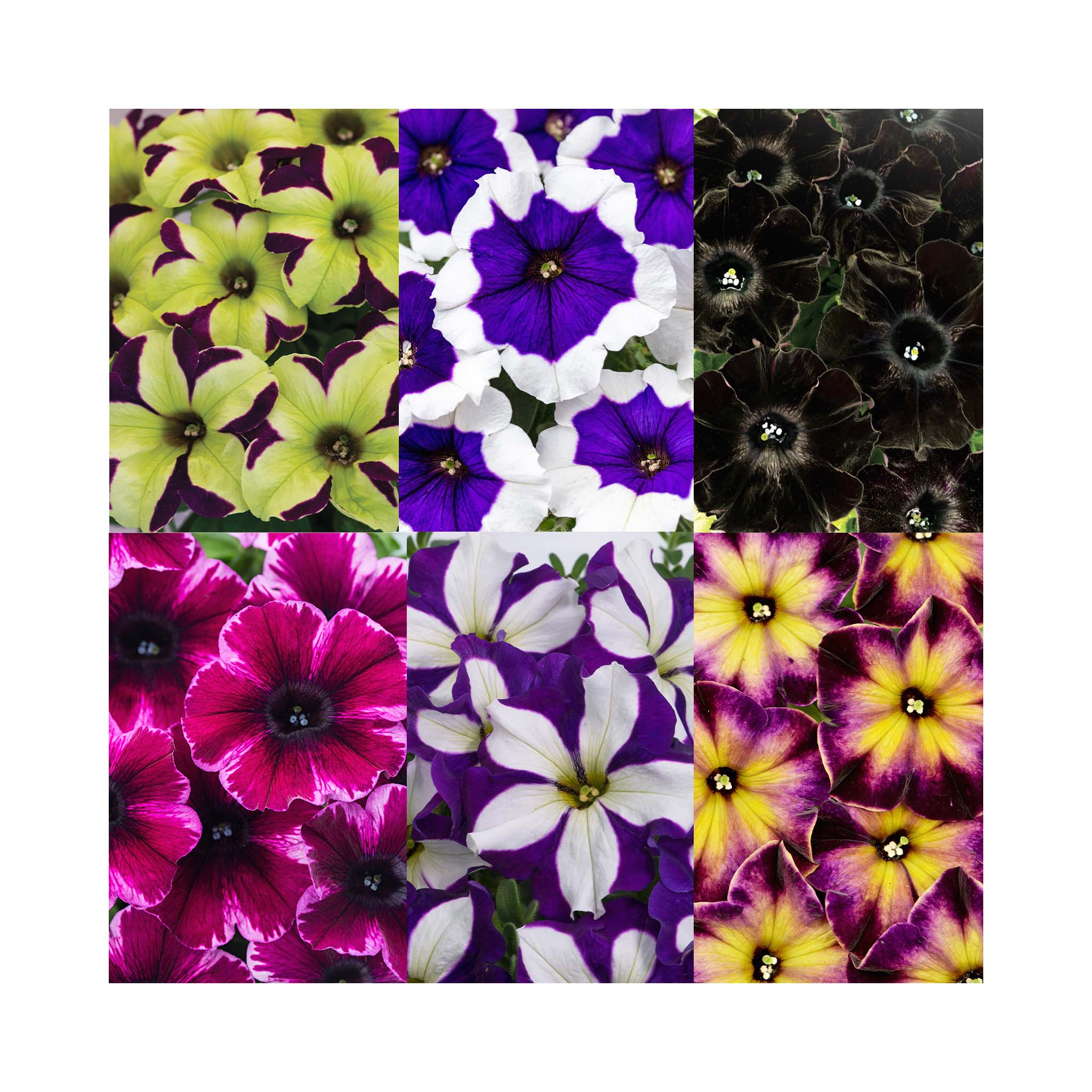 Petunia Crazytunia Collection