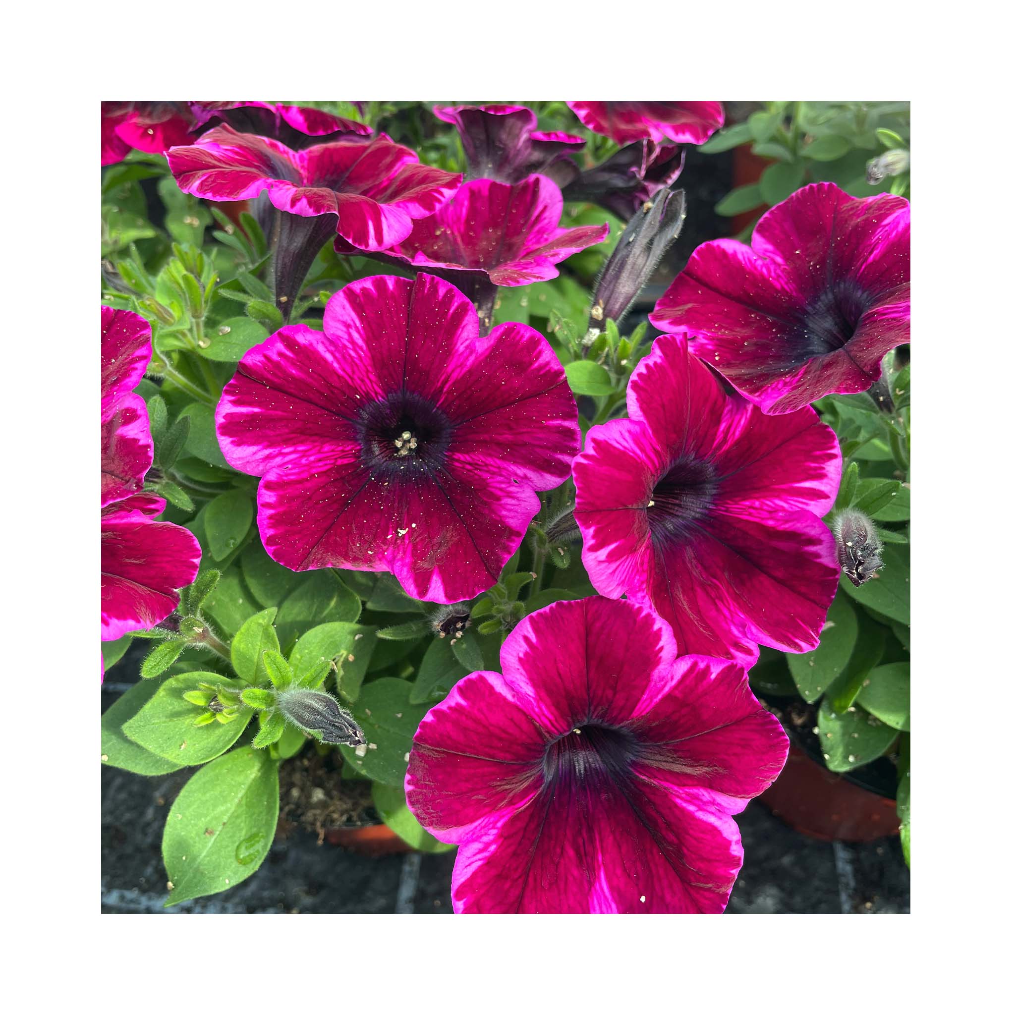 Petunia Crazytunia Ultra Violet