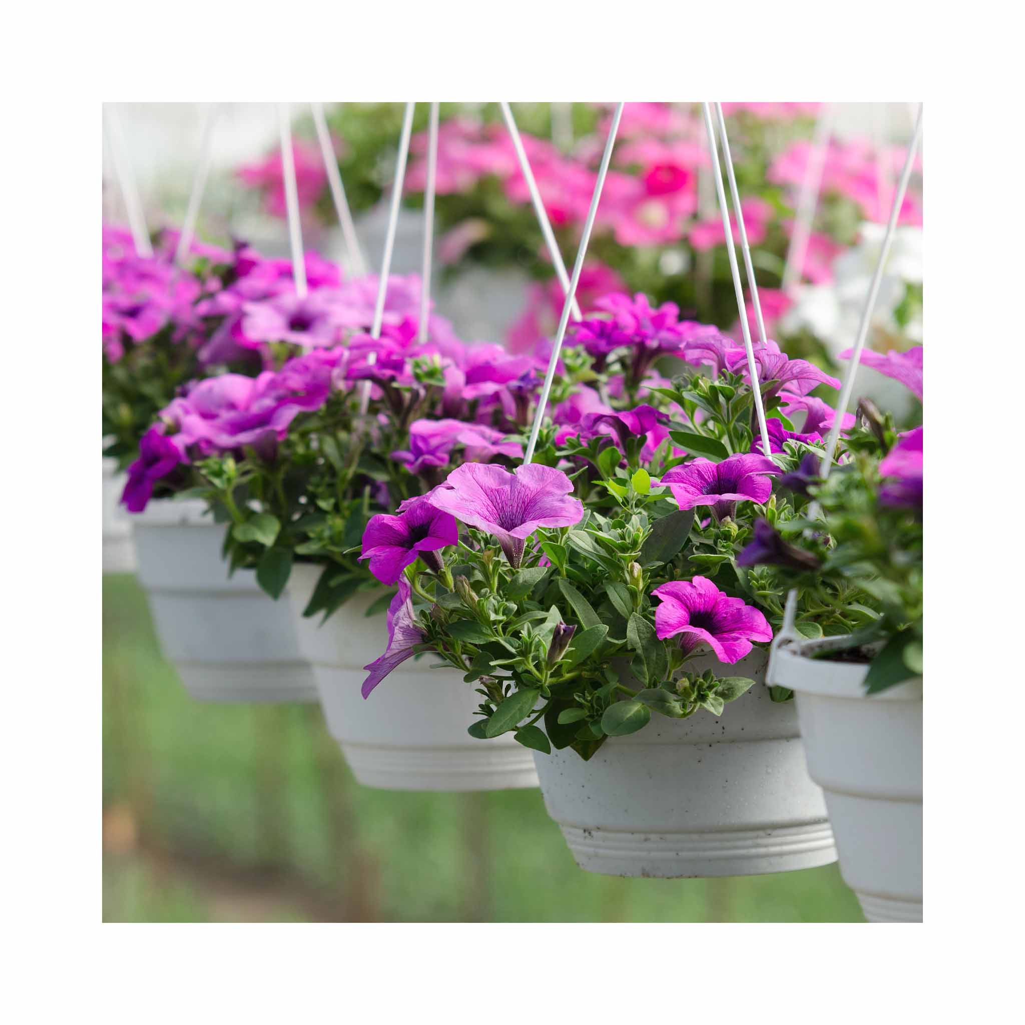 Hanging Basket Surfinia Petunia