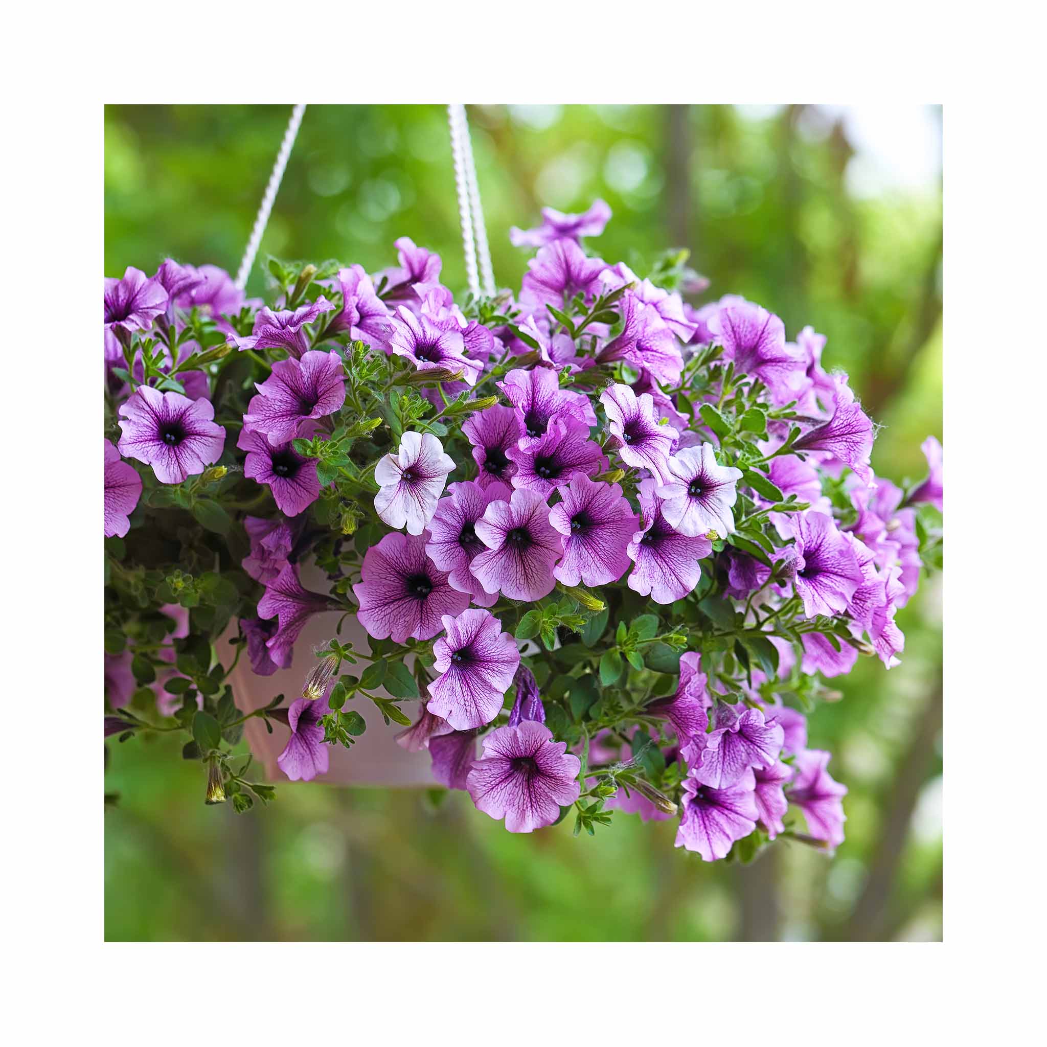 Hanging Basket Surfinia Petunia