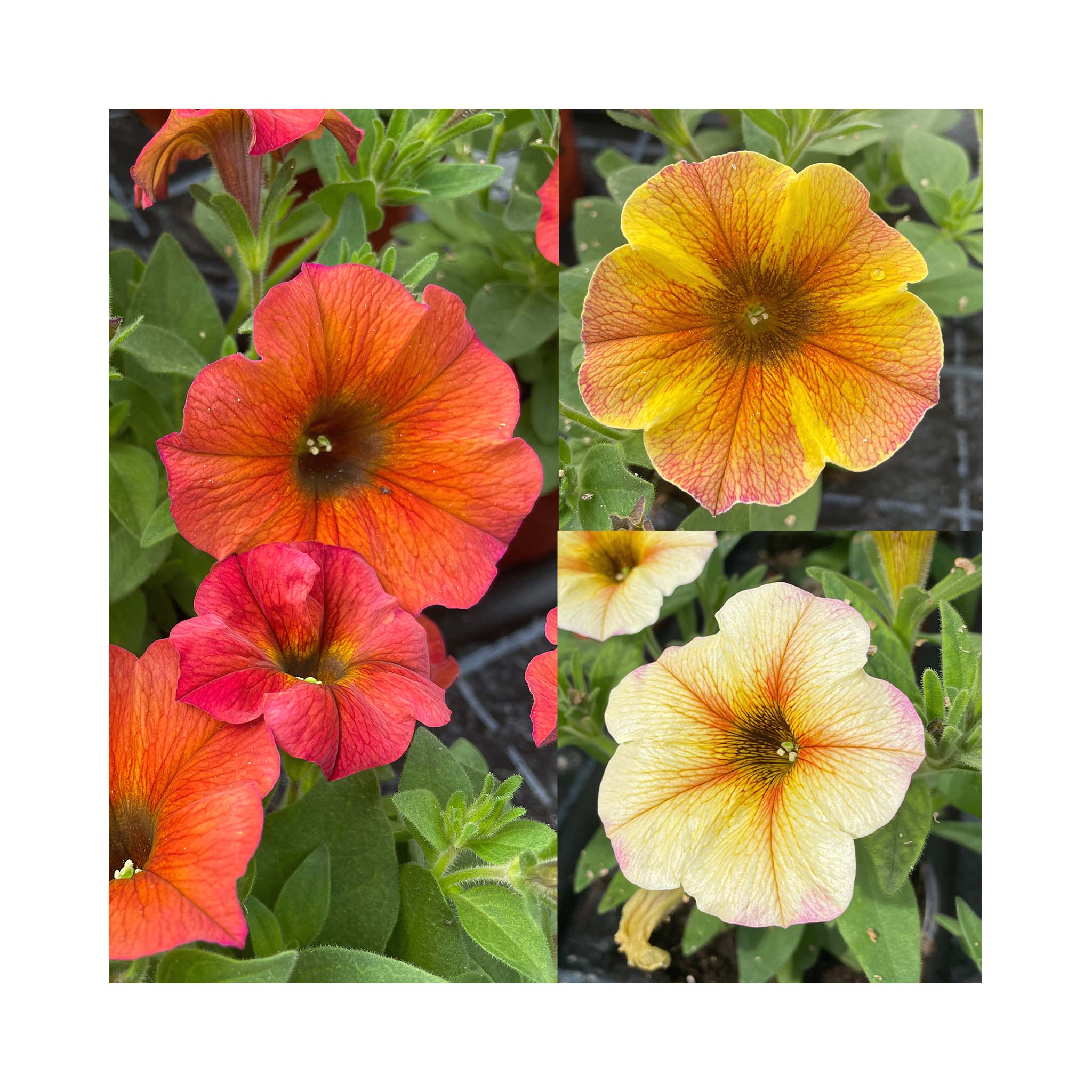 Petunia Beautical Sunset Collection