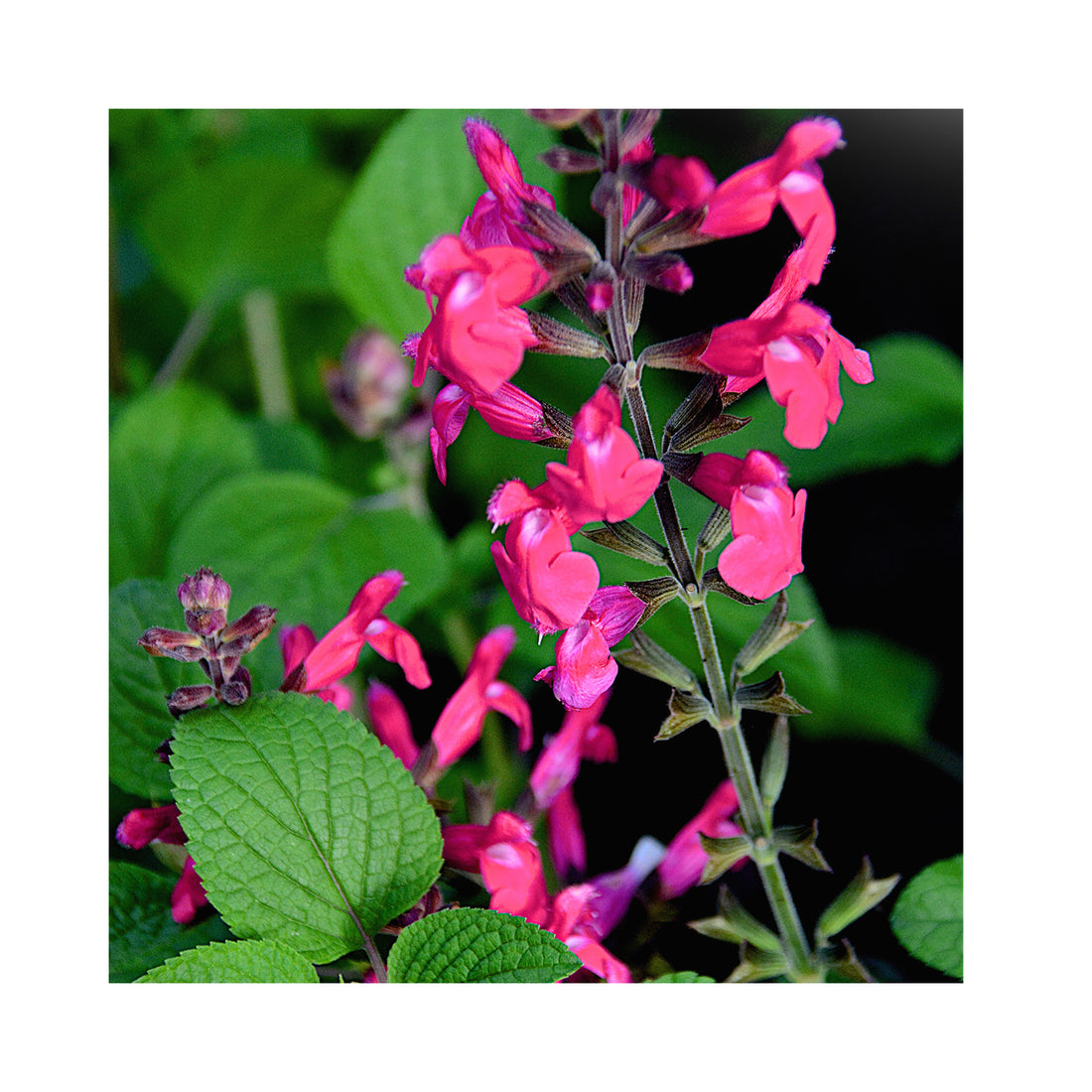 Ultimate Salvia Starter Plant Collection - 12 different varieties