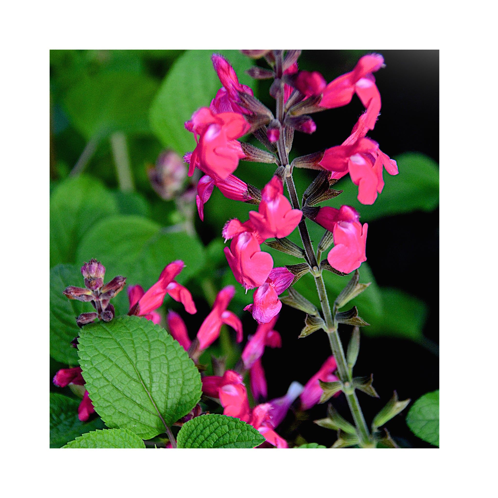 Ultimate Salvia Starter Plant Collection - 12 different varieties