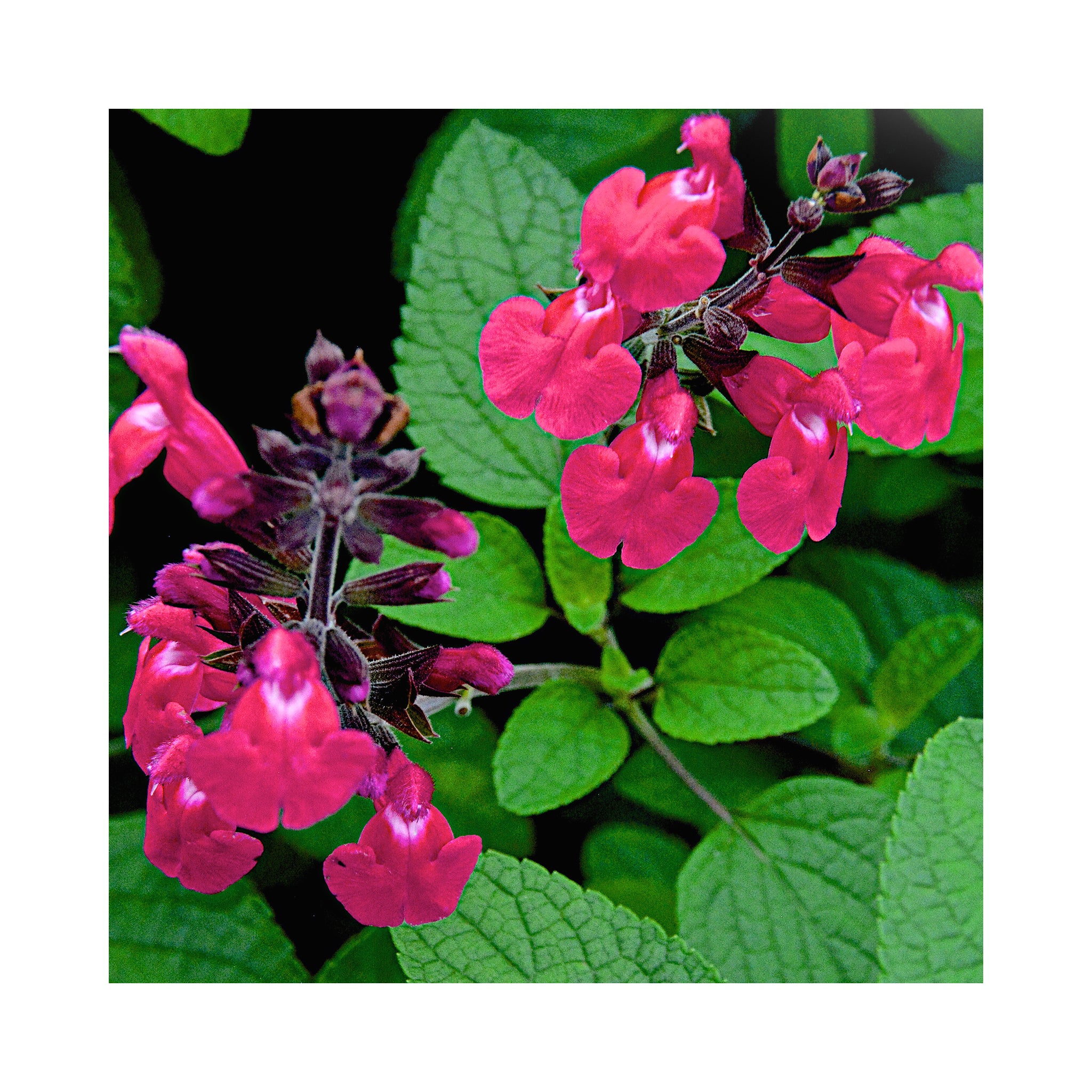 Salvia Pink Pong