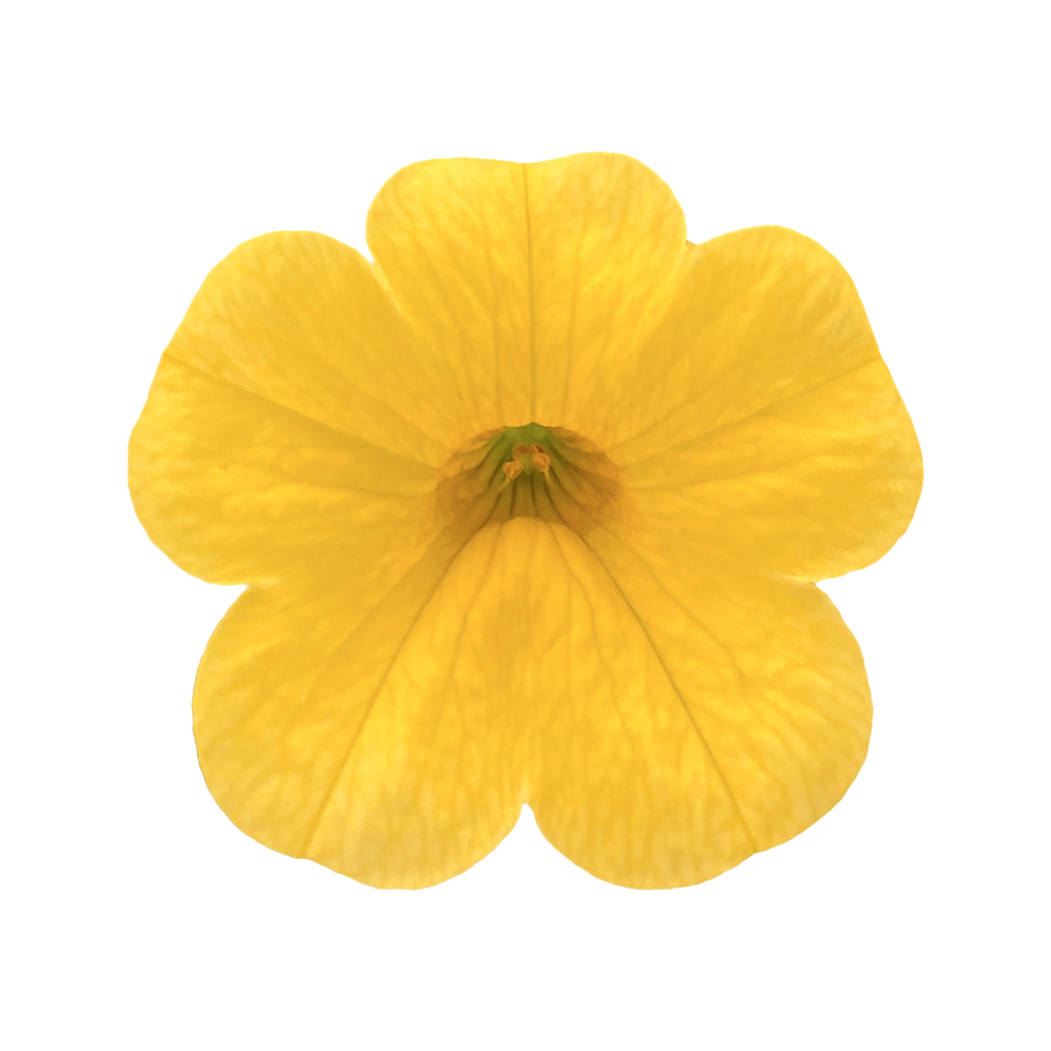 Calibrachoa Portucal Trailing Yellow