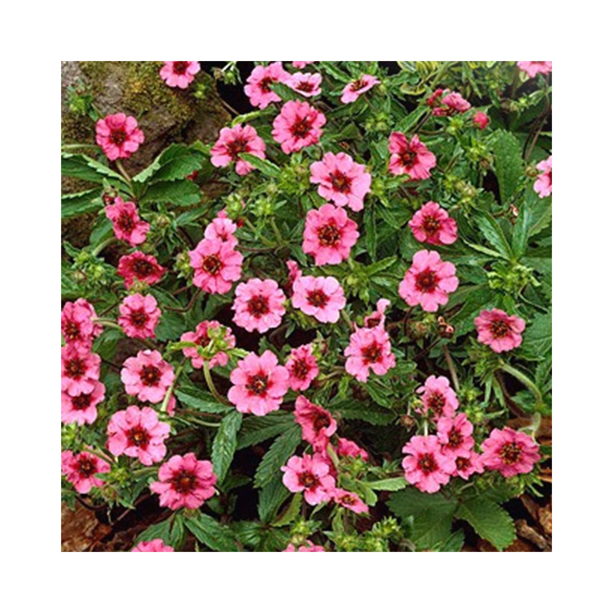 Potentilla Nepalensis Mrs Wilmott