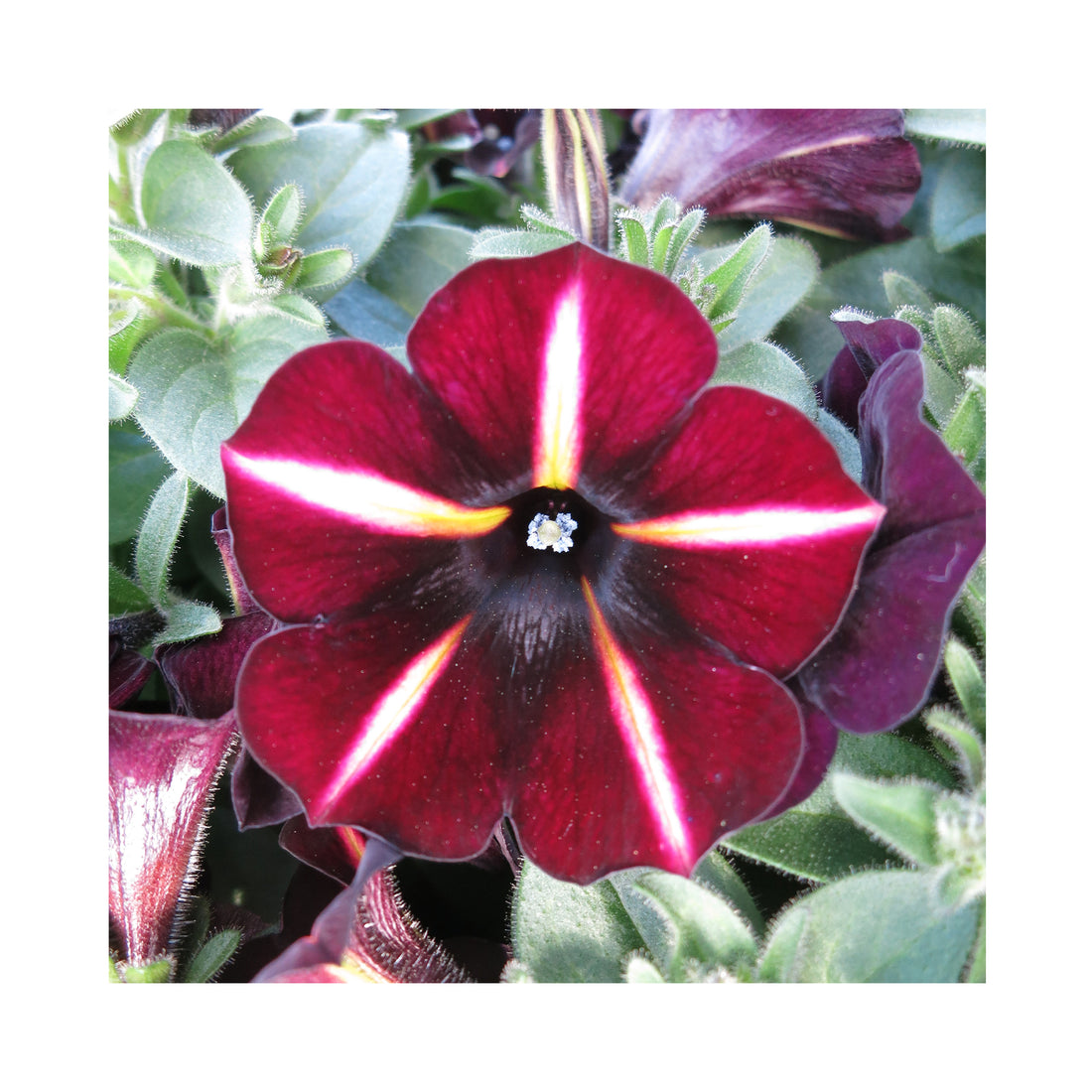 Petunia Prettytoonia Black Cherry Stripes