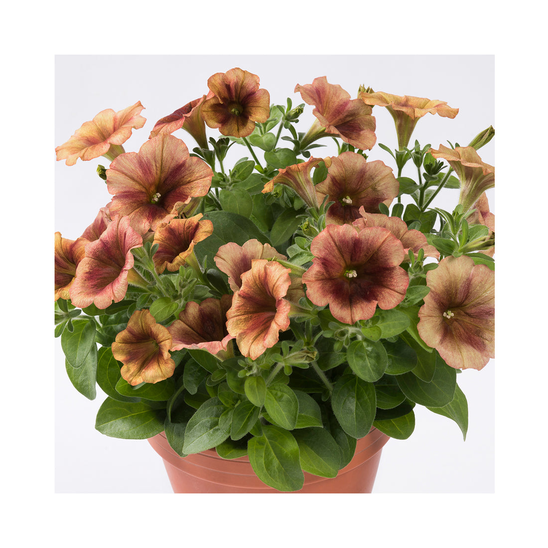 Petunia Prettytoonia Cappuccimo