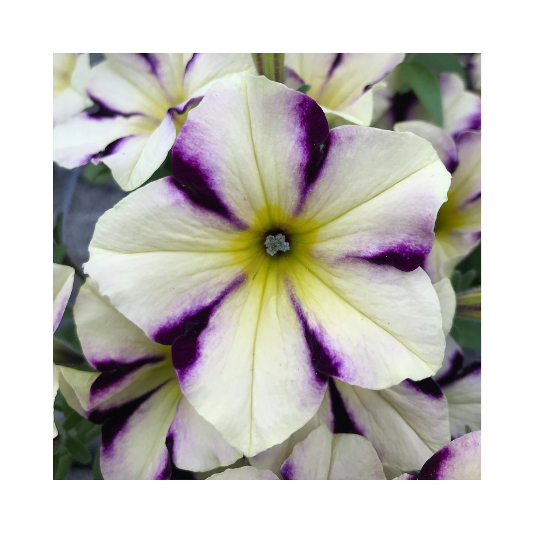 Petunia Prettytoonia Cassis Star