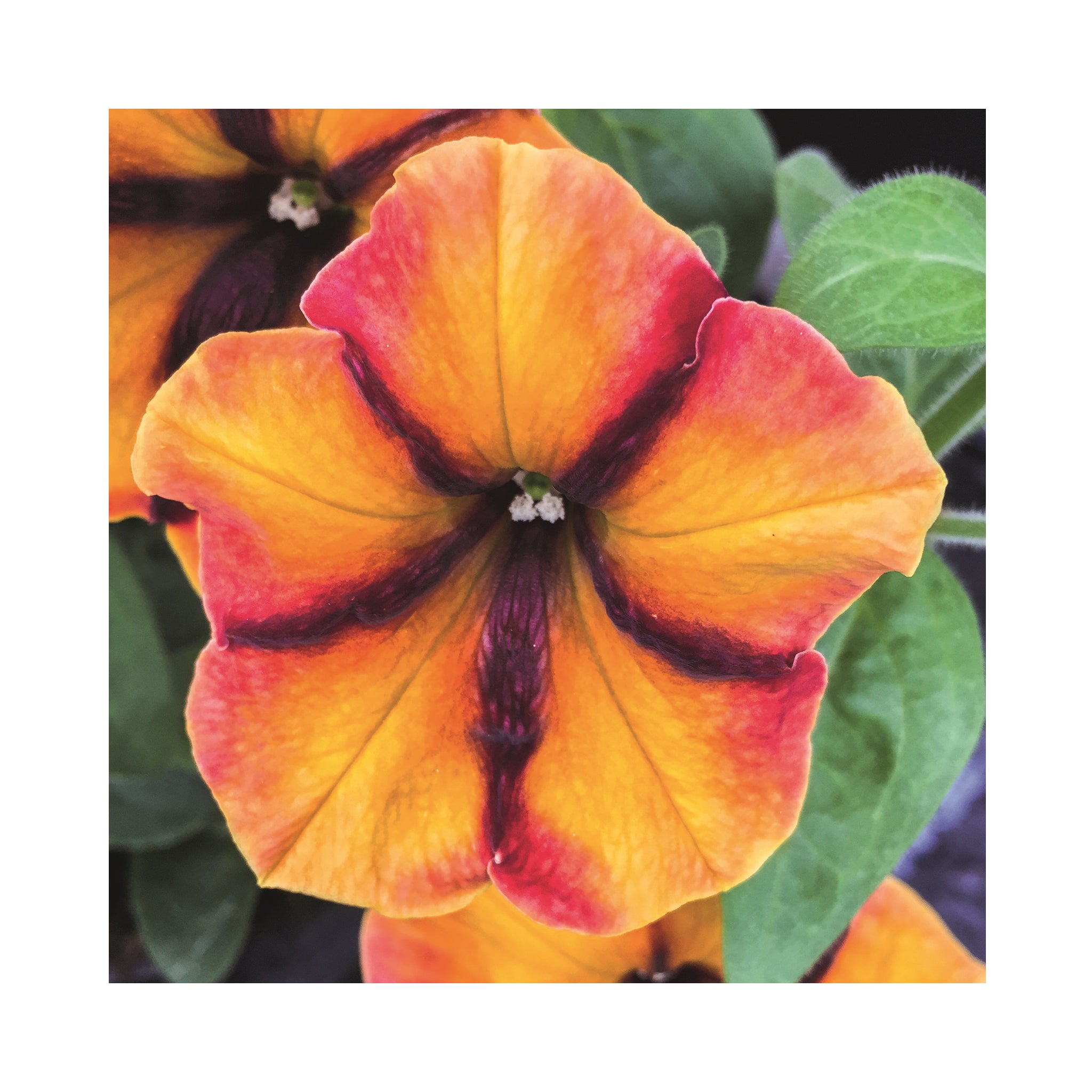 Petunia Prettytoonia Cherry Lemon