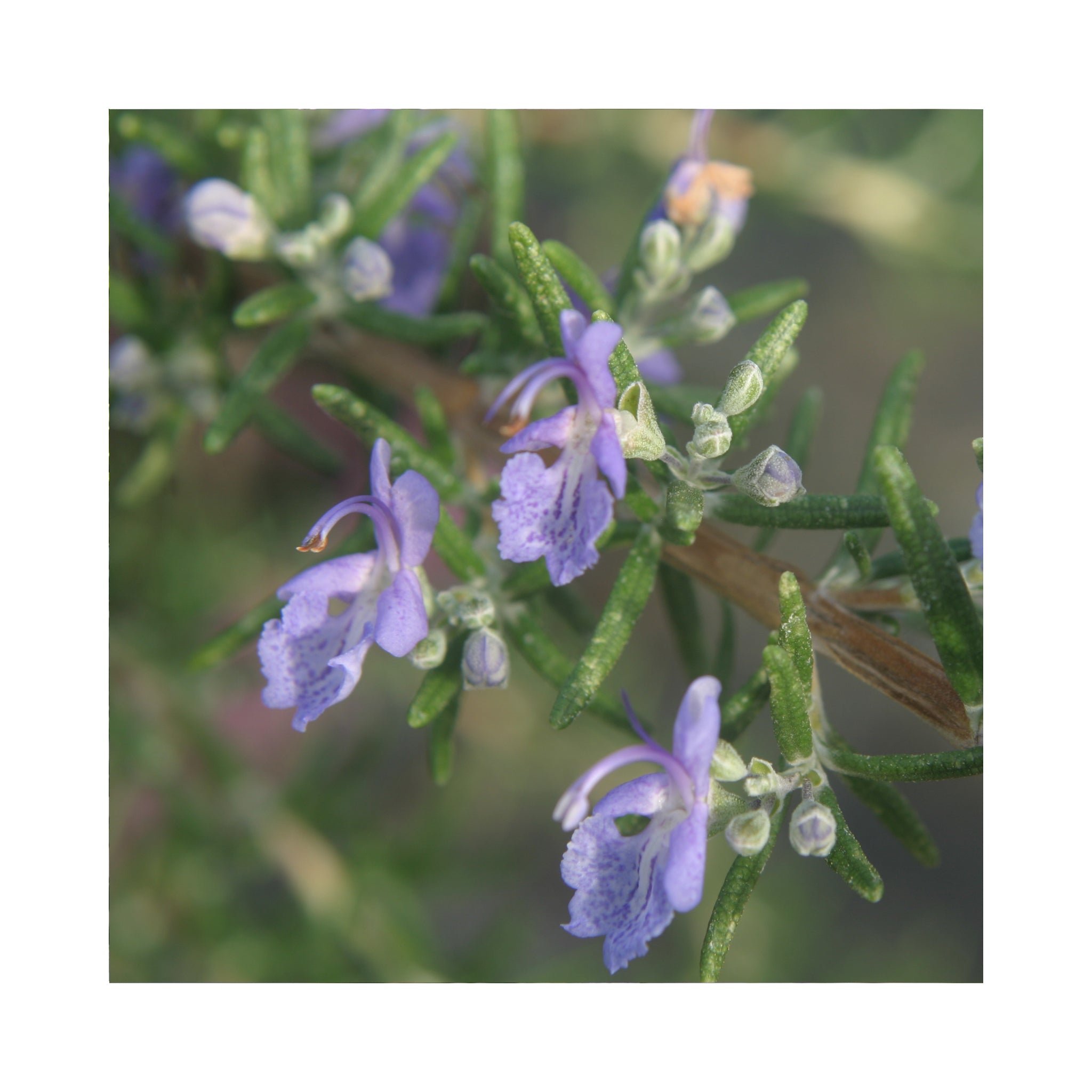 Rosemary (officinalis)