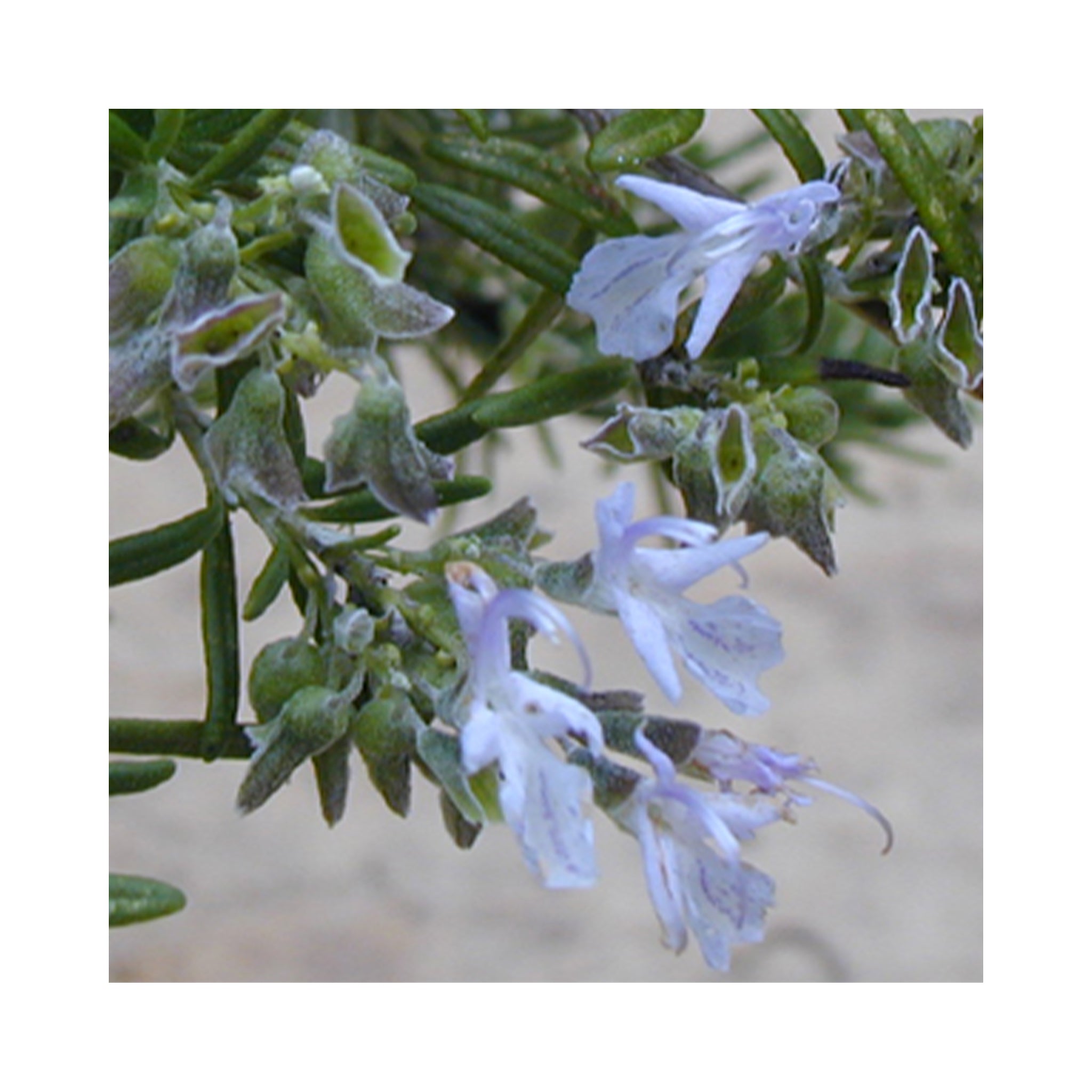 Rosemary Collection - 6 Established 9cm Pots