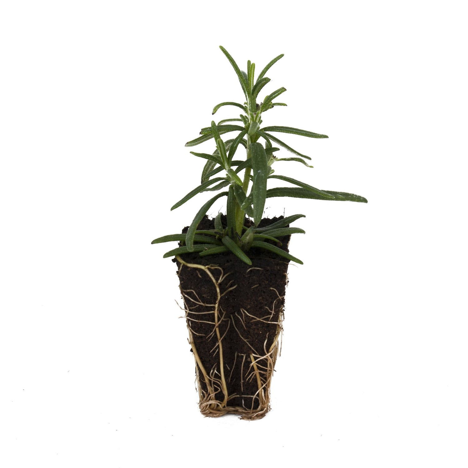 Prostrate Rosemary Herb Plant