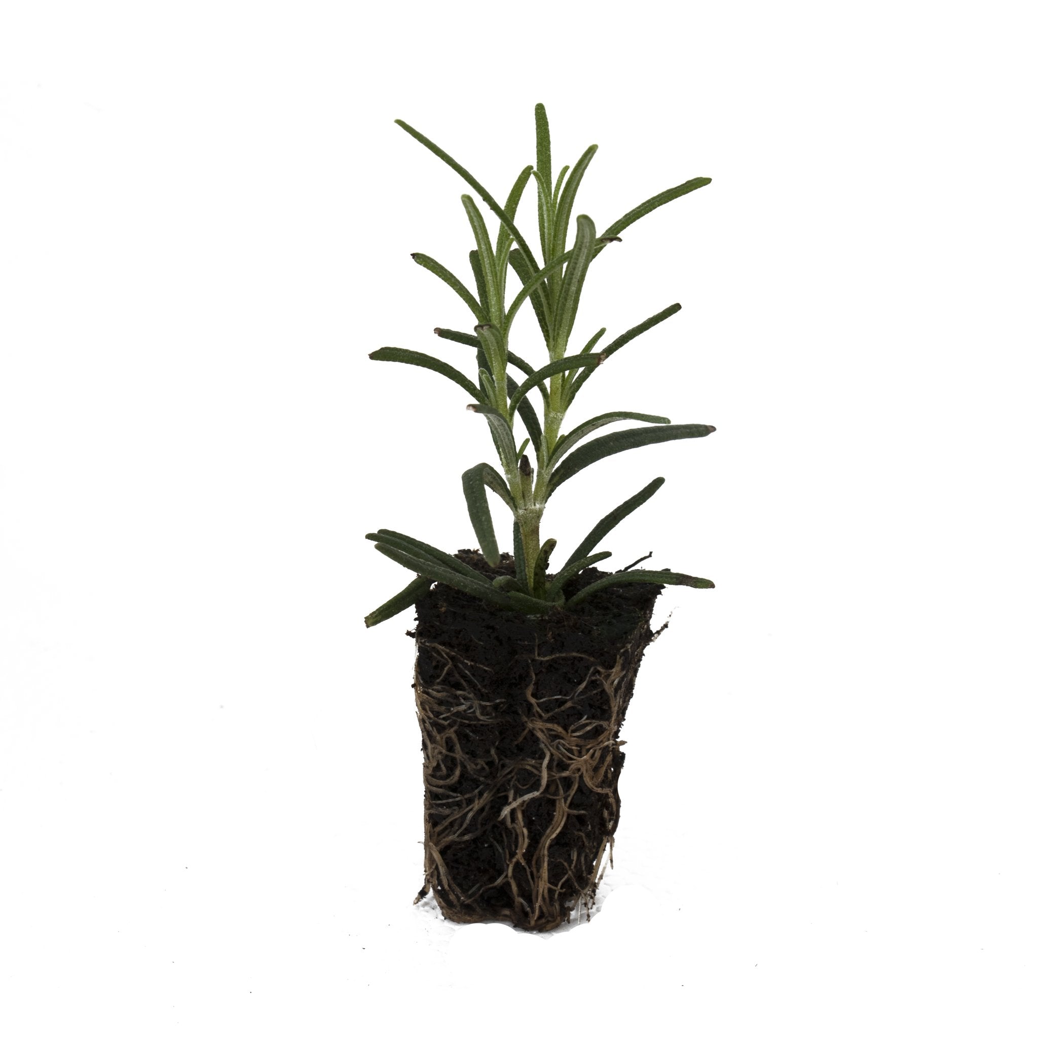 Rosemary Miss Jessops Upright Herb Plant