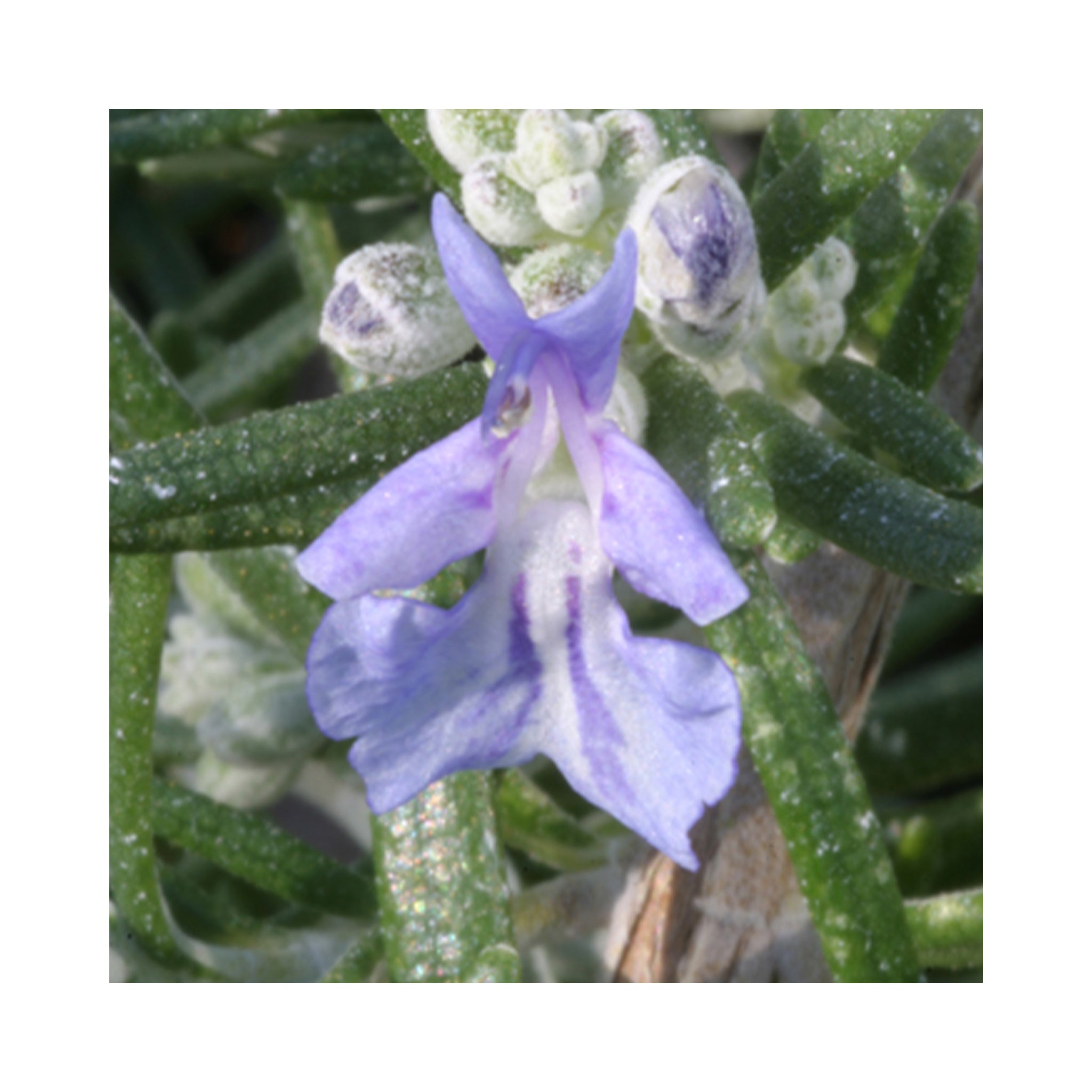 Rosemary Foxtail