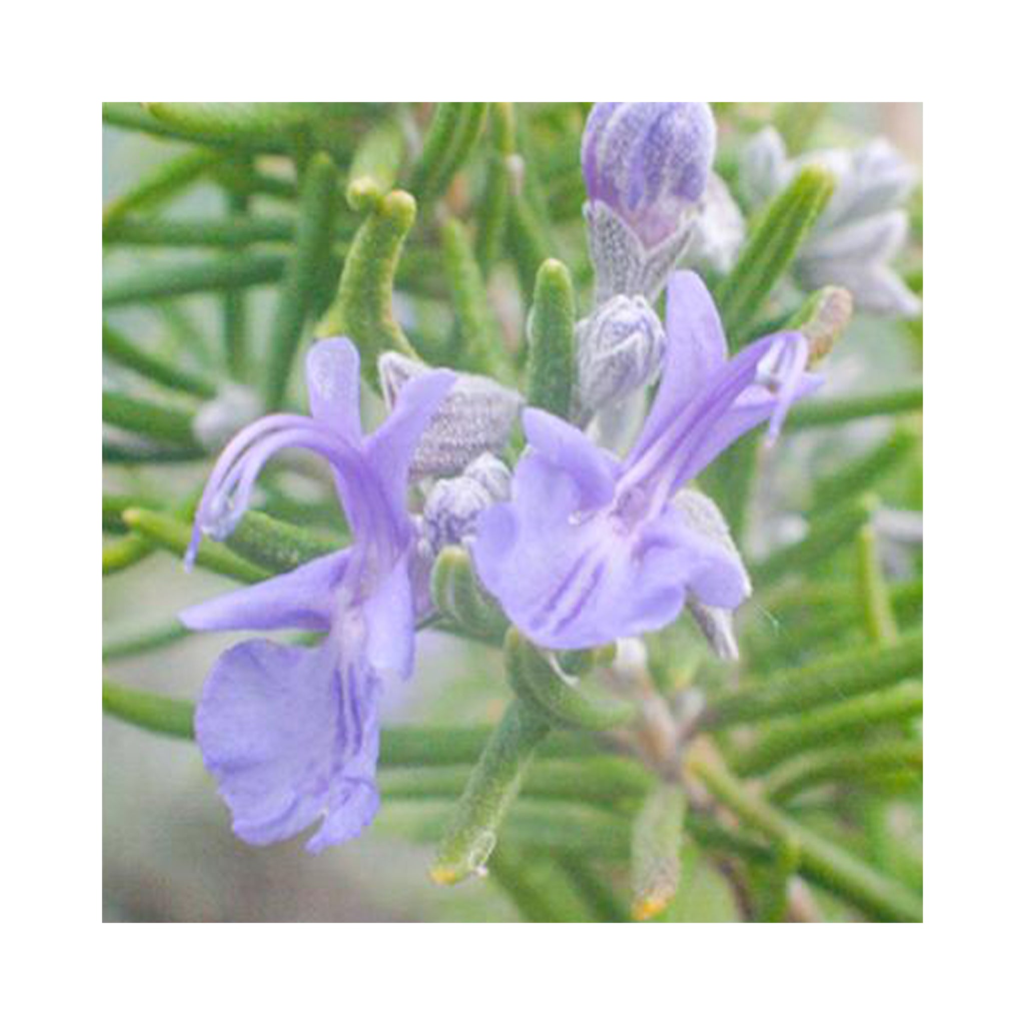 Rosemary Speedy