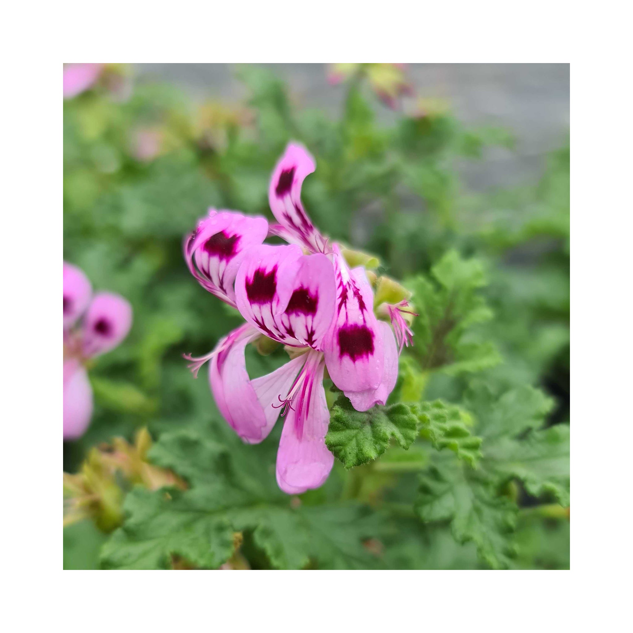 Scented Geranium Royal Oak