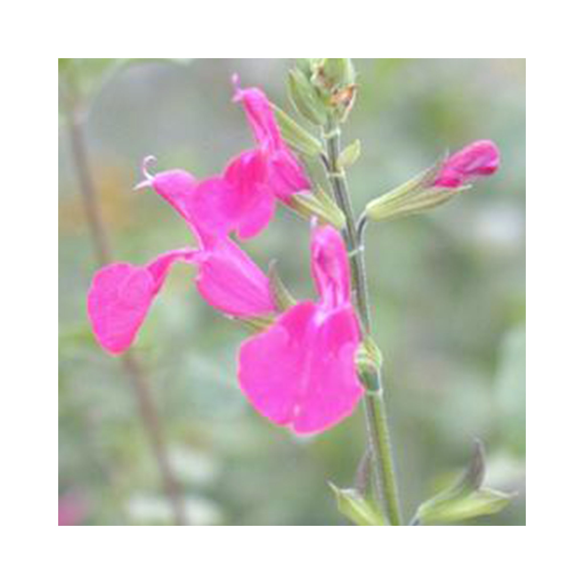 Sage Blackcurrant